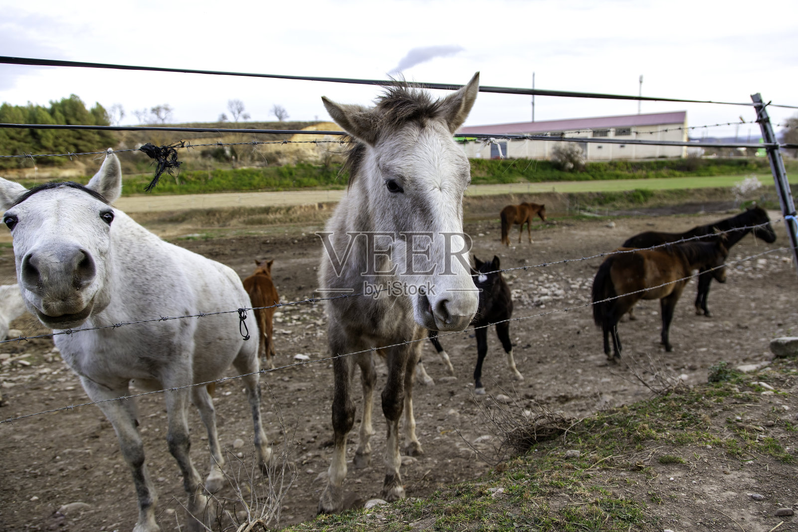 马在稳定照片摄影图片
