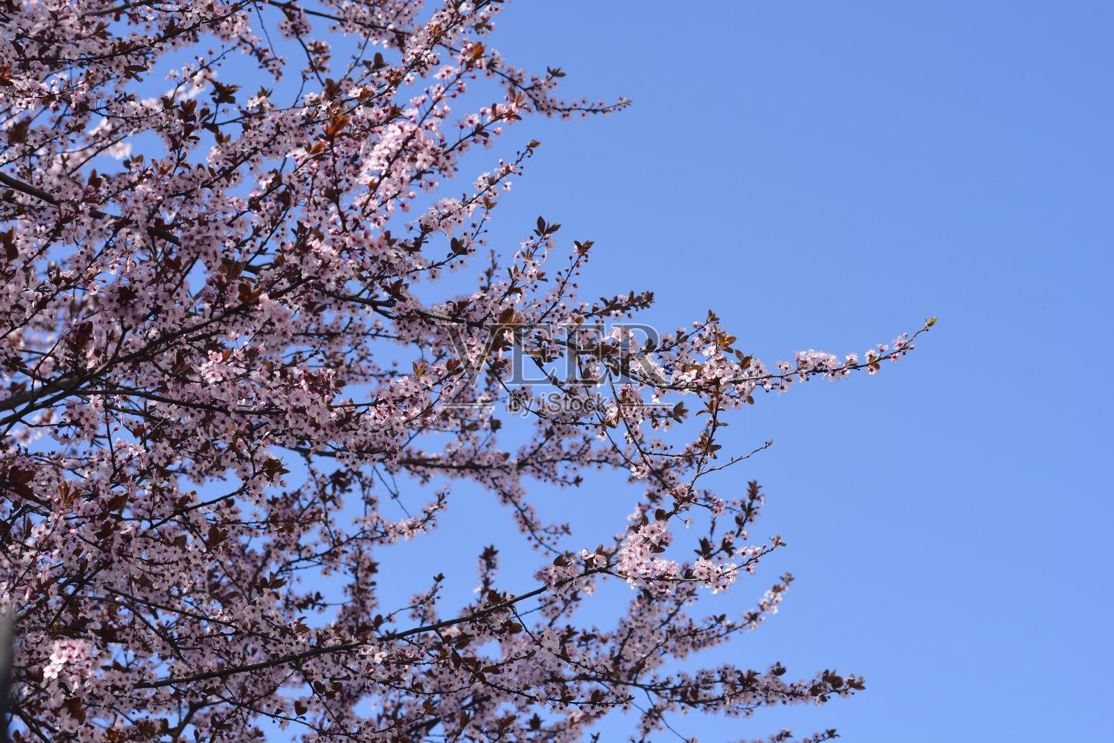 黑樱桃李子照片摄影图片