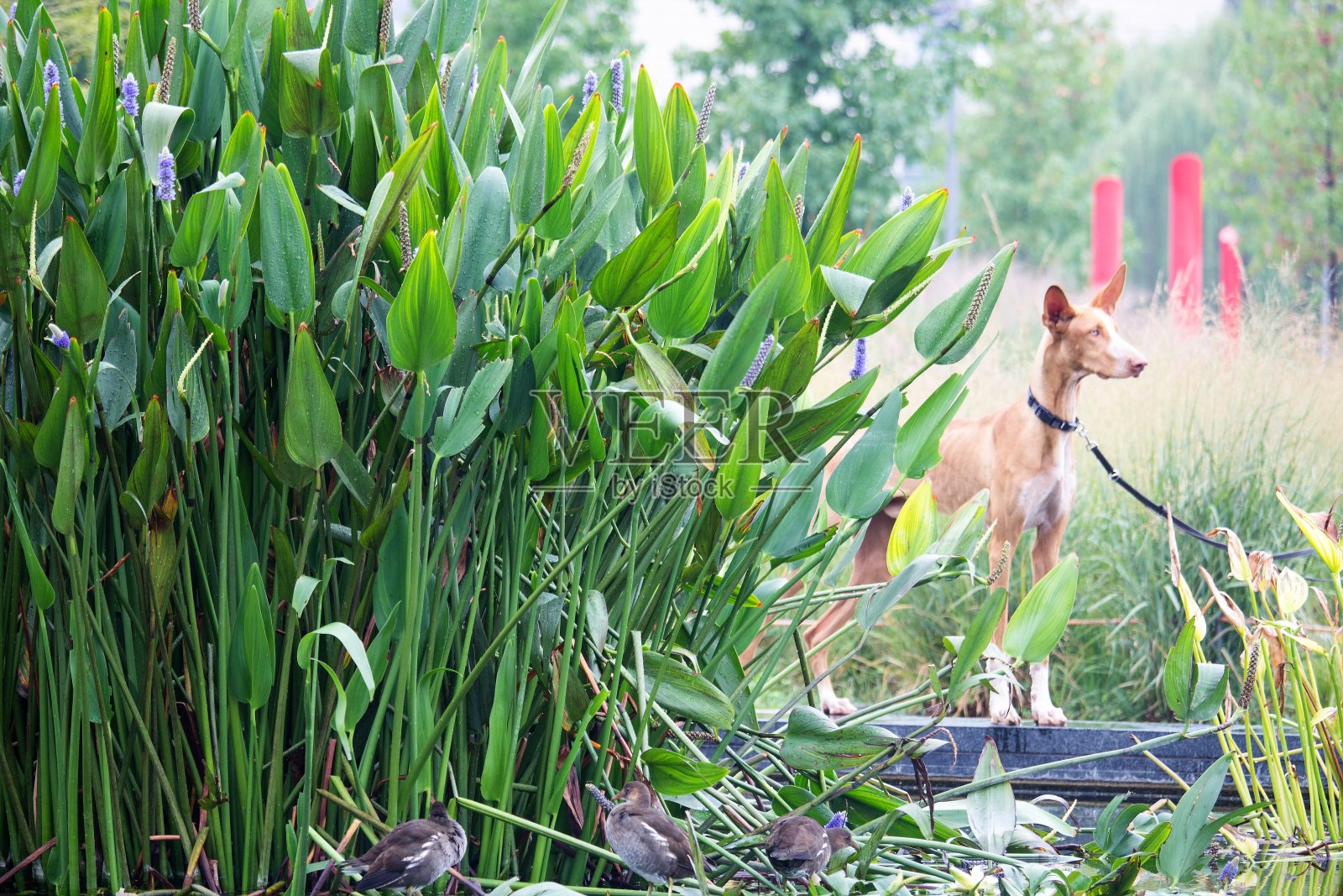公园里拴着狗的狗照片摄影图片