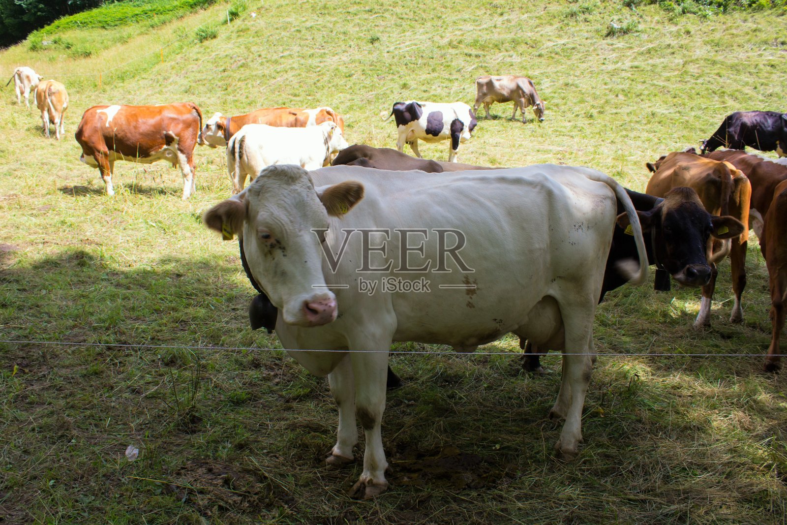 在意大利放牧奶牛照片摄影图片