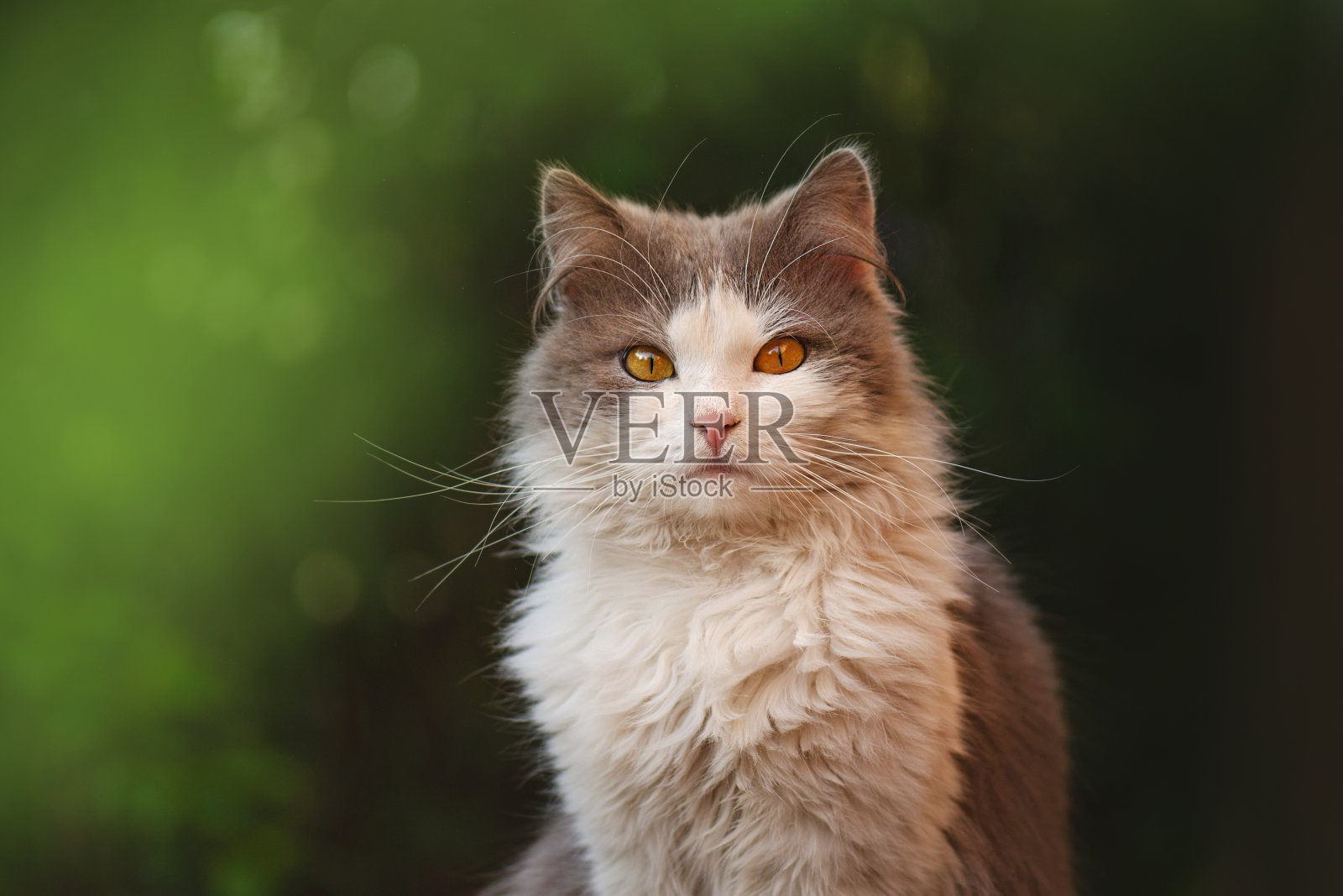 短毛猫照片在夏天的花园晚上。可爱的猫坐在阳光明媚的花园里的肖像照片摄影图片