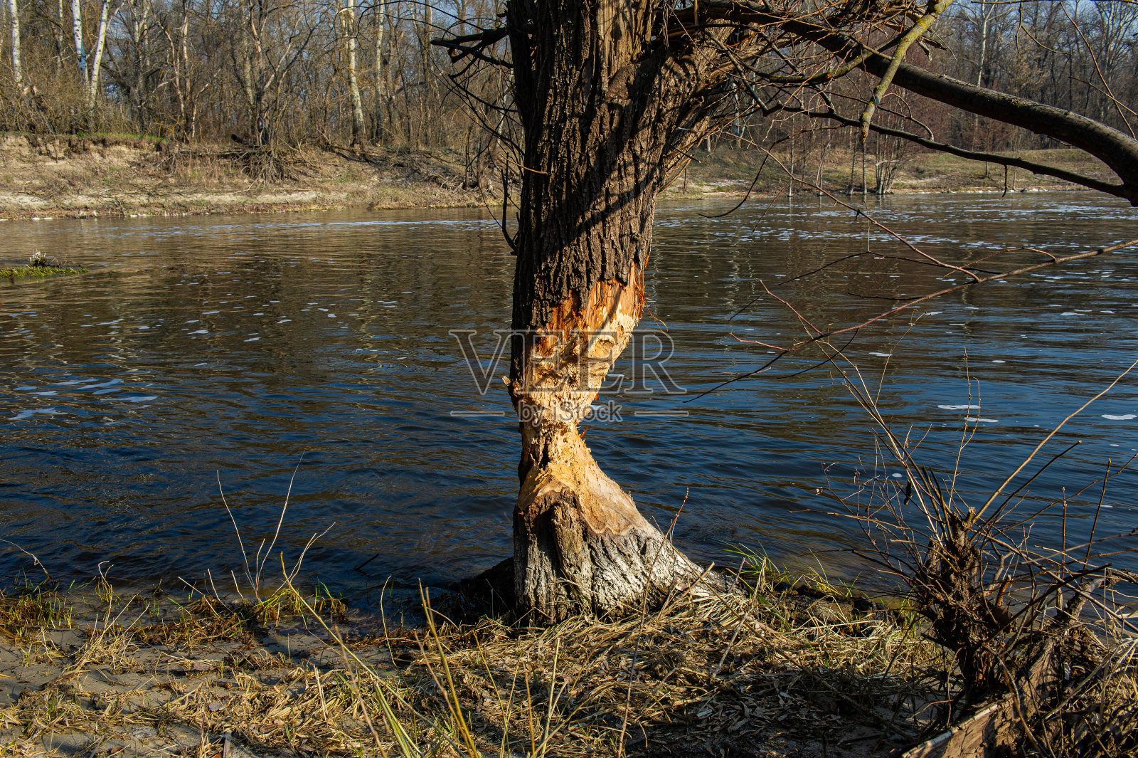 河堤上被海狸吃掉的树干。照片摄影图片