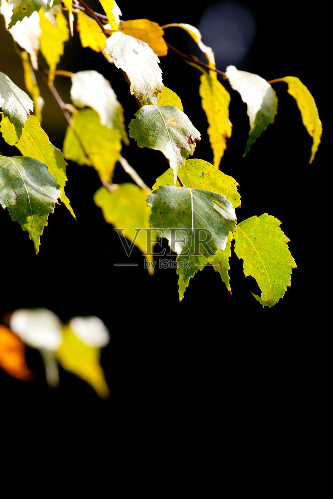 叶子照片摄影图片