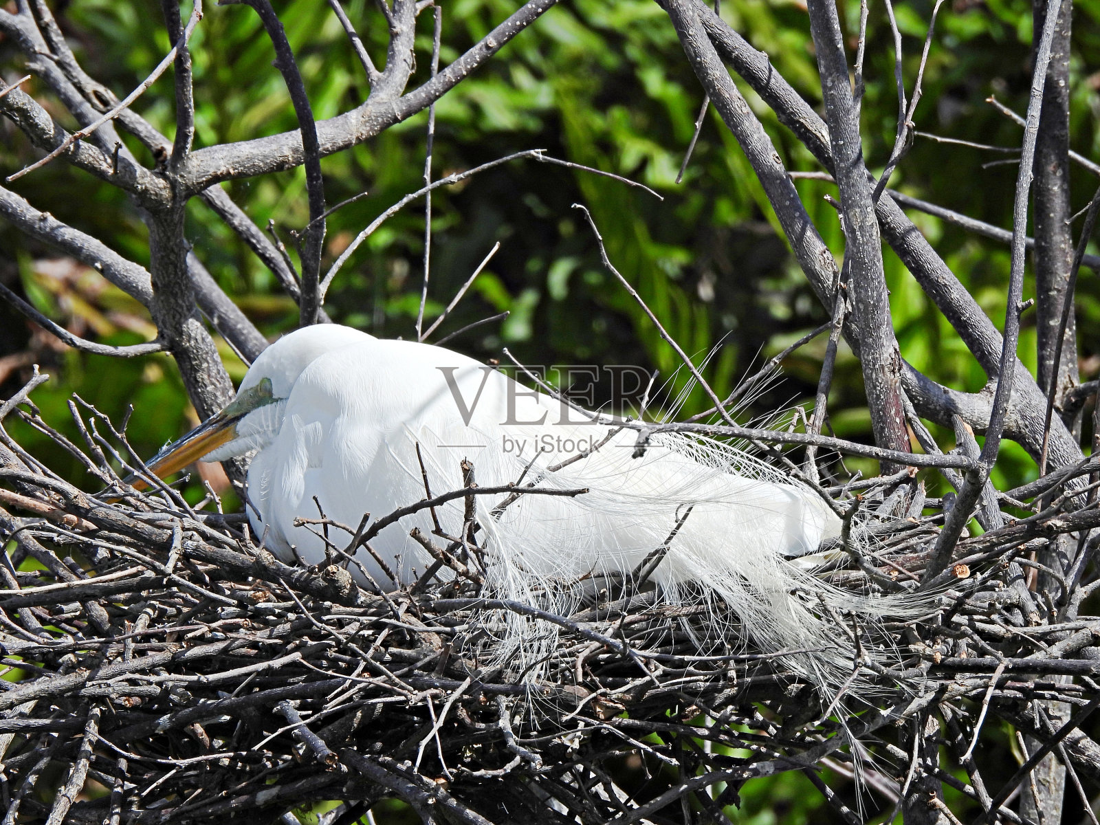 大白鹭(白鹭)-筑巢照片摄影图片