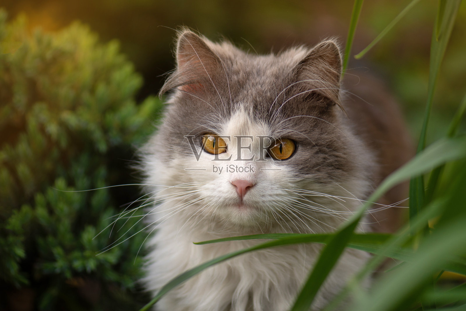 短毛猫造型照片。可爱的异国情调的猫肖像。照片摄影图片