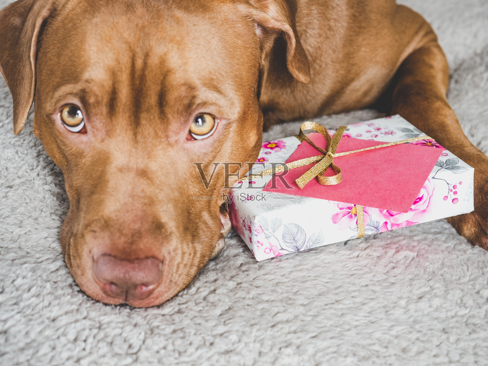 可爱，可爱的小狗棕色和礼盒照片摄影图片