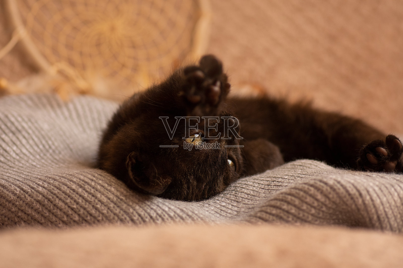 温暖的毯子和可爱的毛茸茸的黑猫。完美的梦想和放松。照片摄影图片