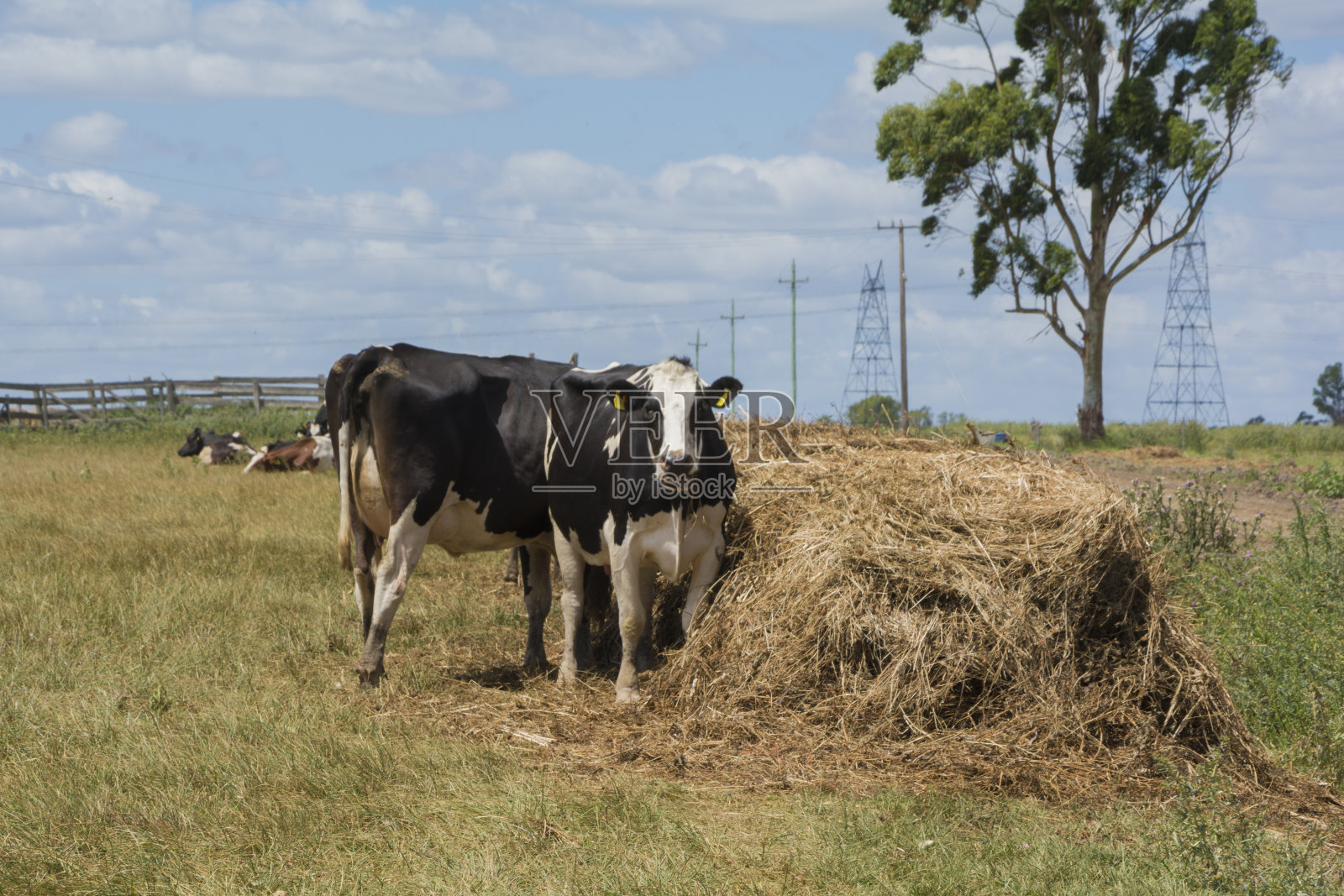 户外奶牛吃苜蓿干草和定量配给照片摄影图片
