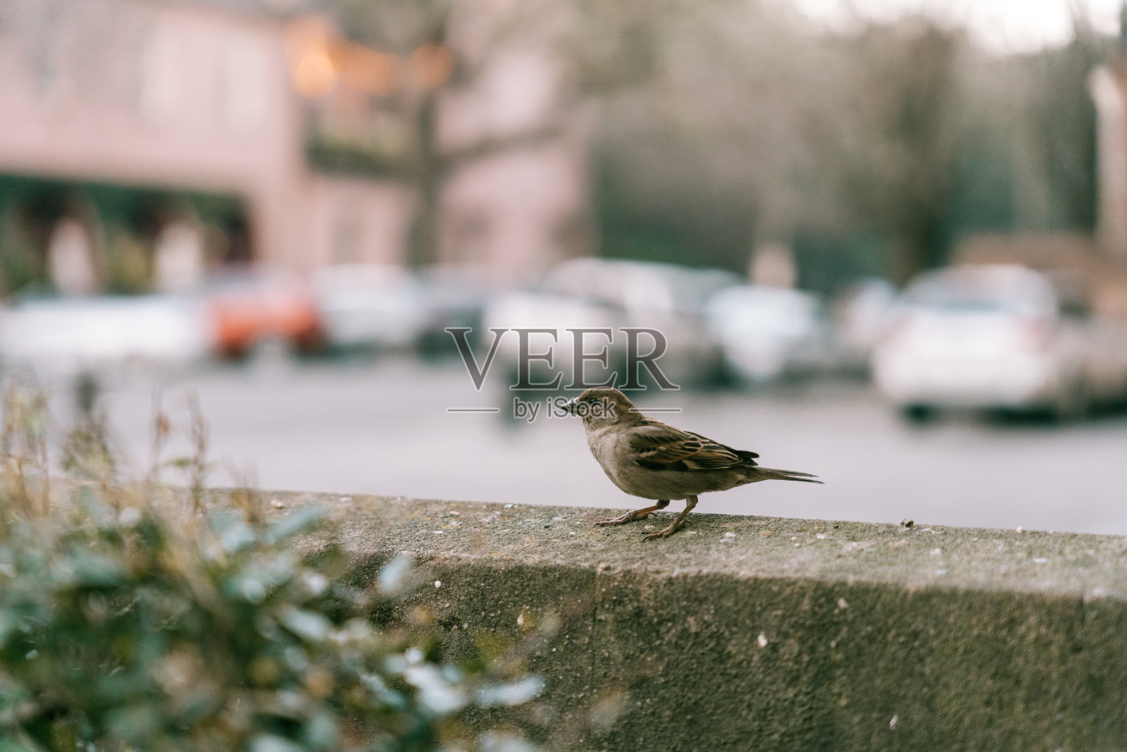 小鸟照片摄影图片