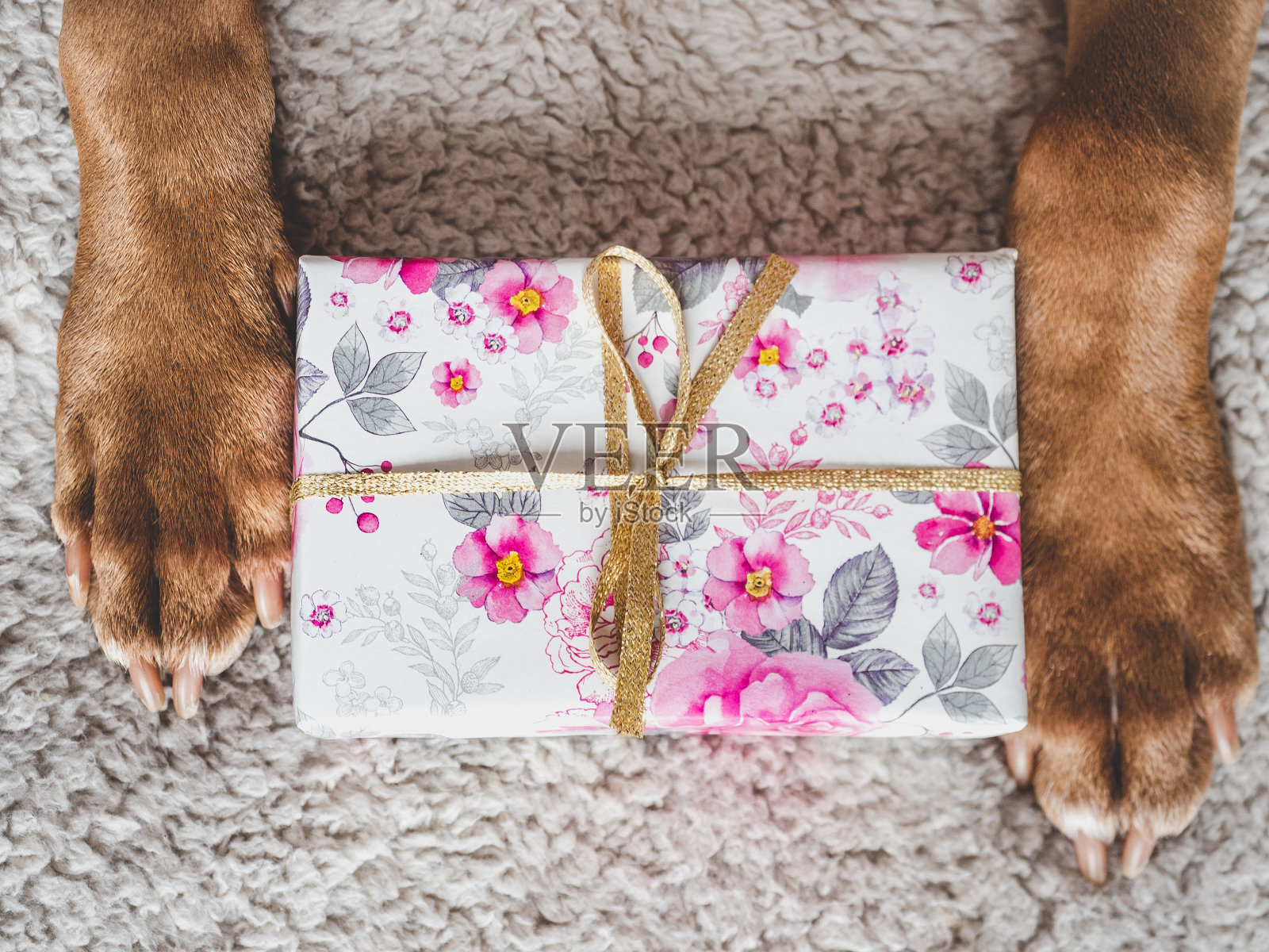 可爱，可爱的小狗棕色和礼盒照片摄影图片