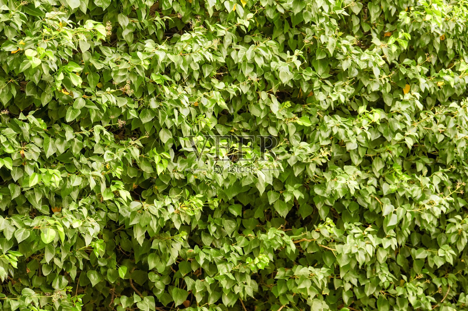 攀缘植物附着在墙上的大量绿叶的纹理照片摄影图片