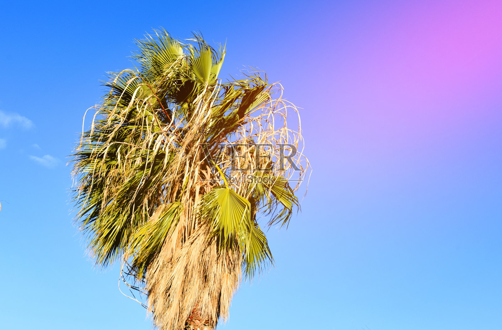 椰枣映衬着蓝天的棕榈树。枣椰树(凤梨属)，棕榈科(槟榔科)树种，因其甜的可食果实而栽培。照片摄影图片