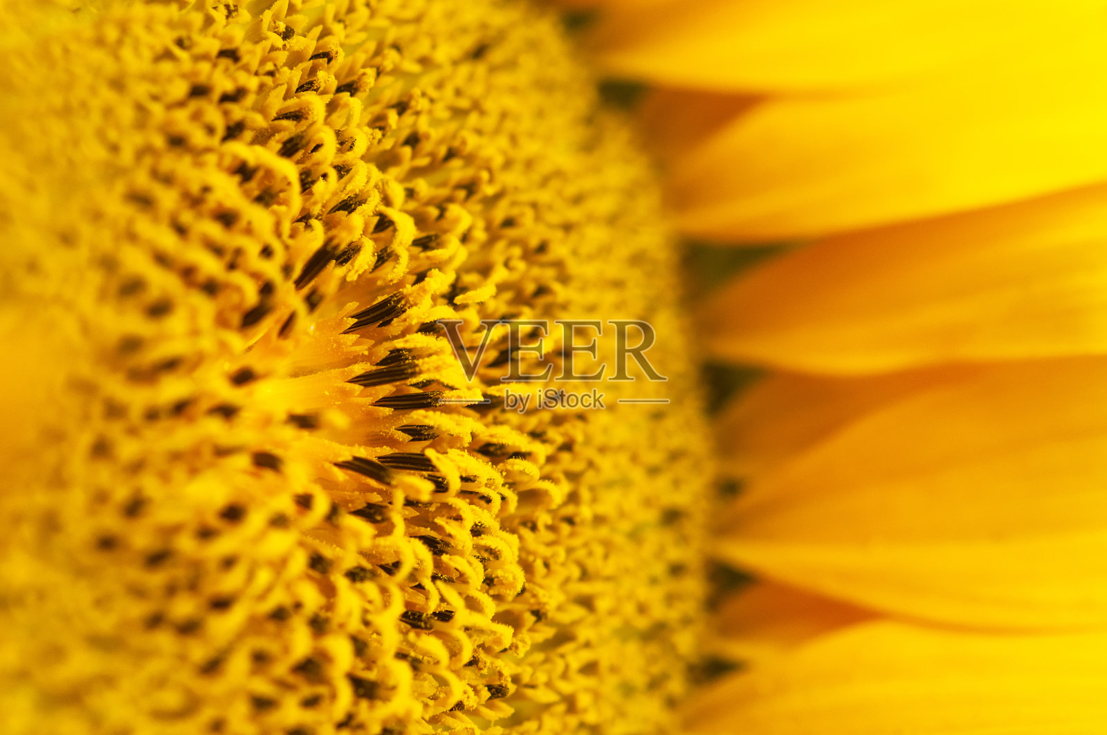 美丽新鲜的黄色向日葵微距拍摄。向日葵盛开的特写镜头。向日葵的自然背景。花牌,墙纸。收获季节，农事，农事。黄色的花瓣，种子照片摄影图片