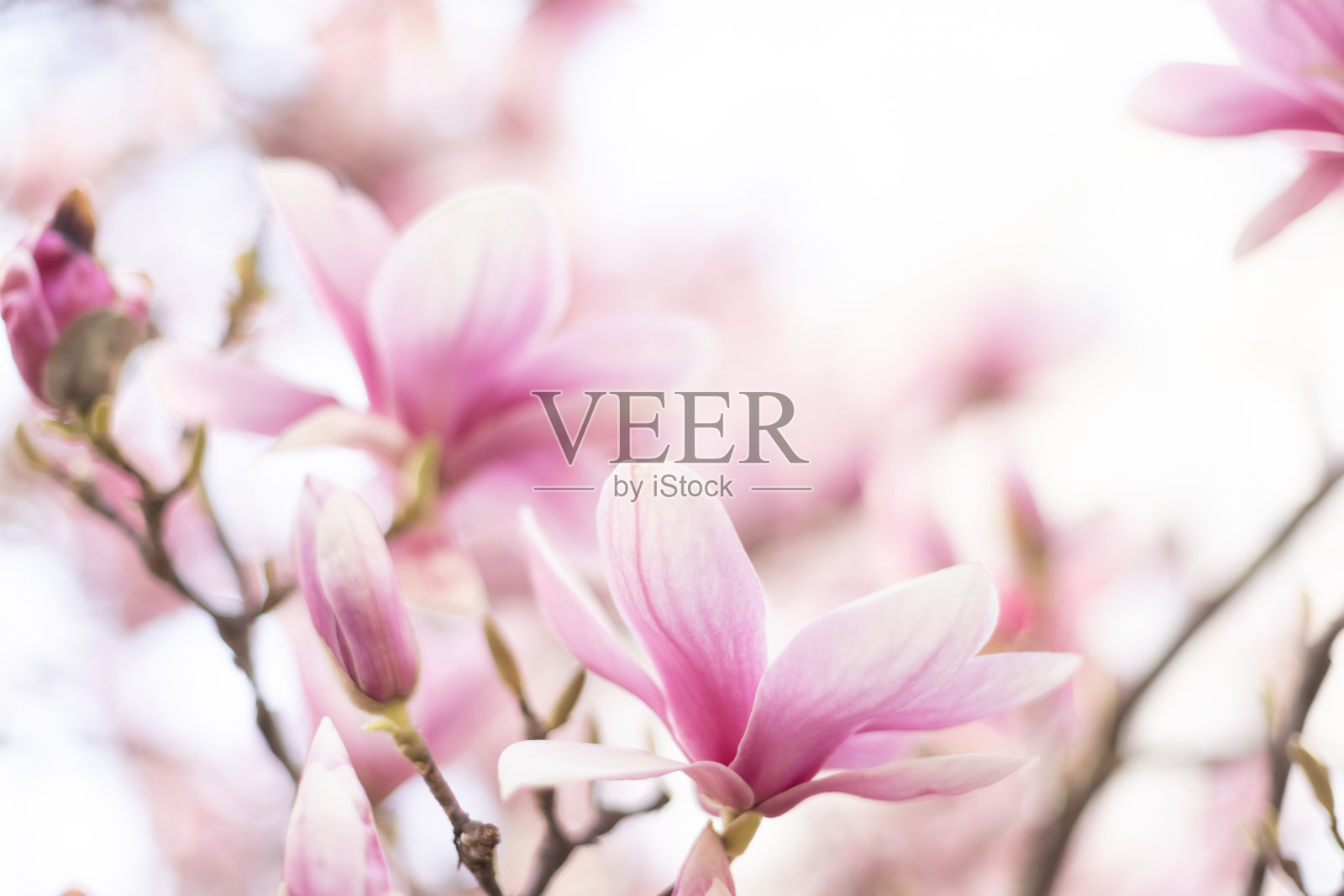 淡粉色的木兰花在柔和的光。春天的背景照片摄影图片