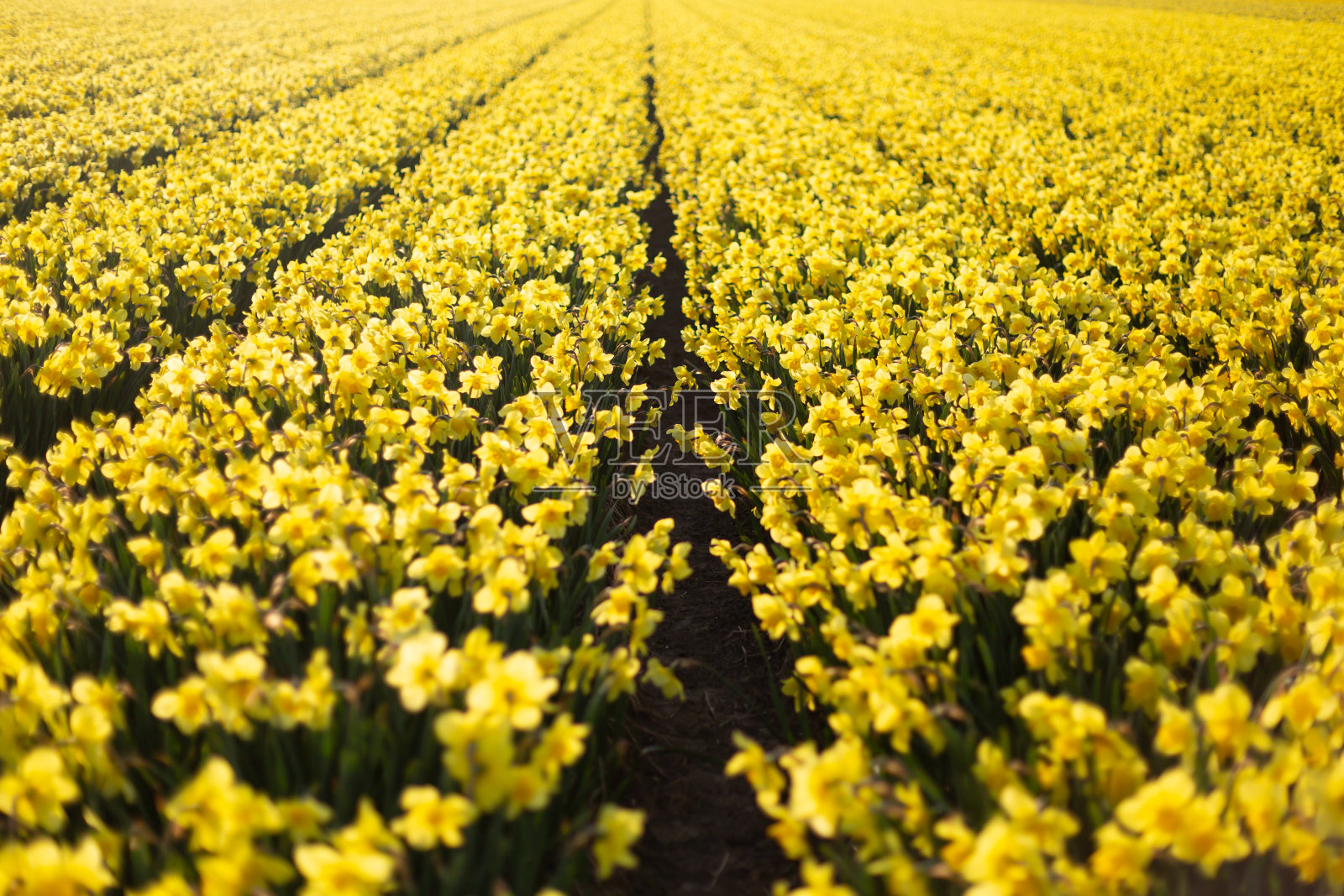 一片美丽的黄水仙的花田。春天的背景照片摄影图片