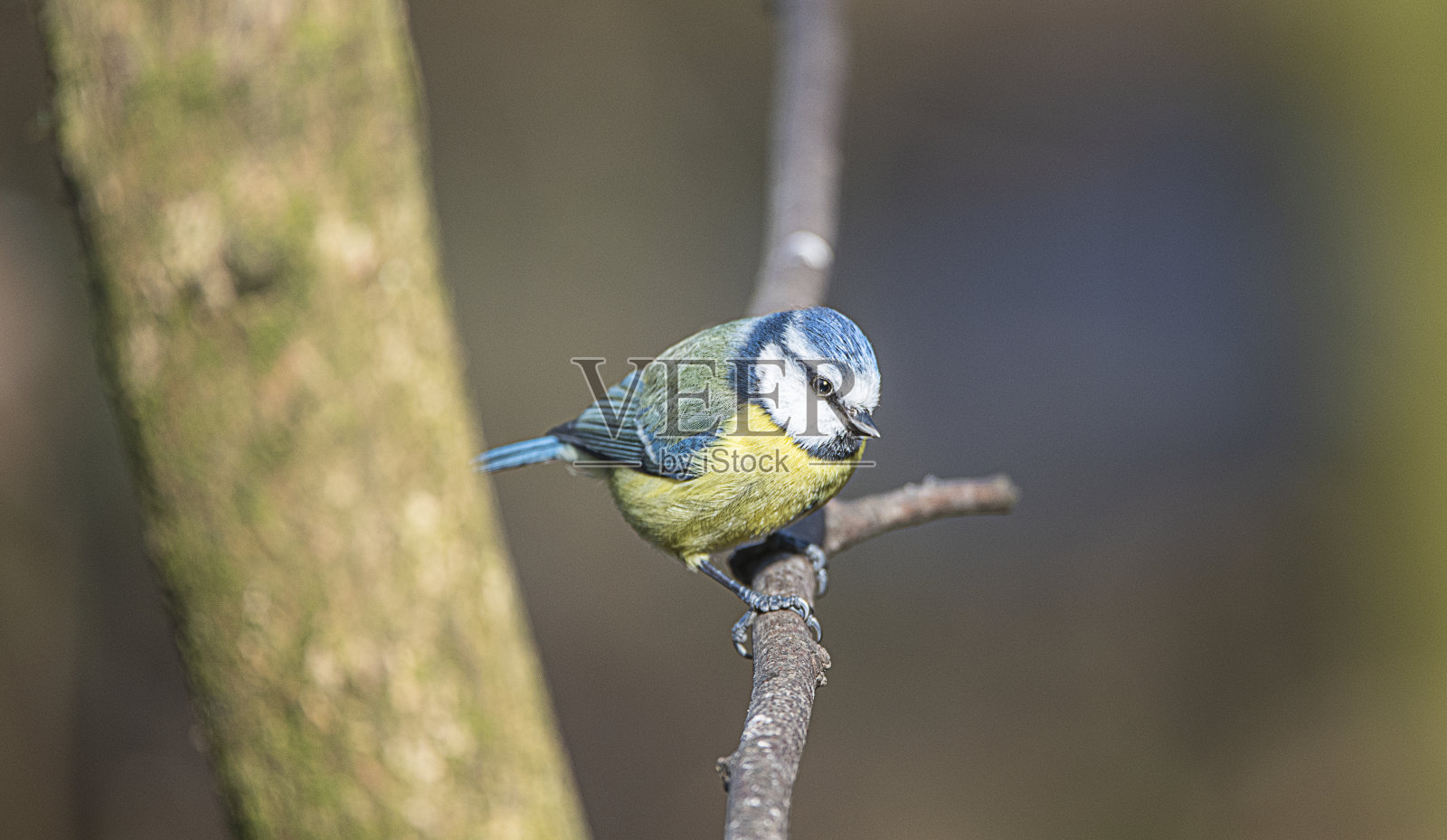 蓝冠山雀照片摄影图片