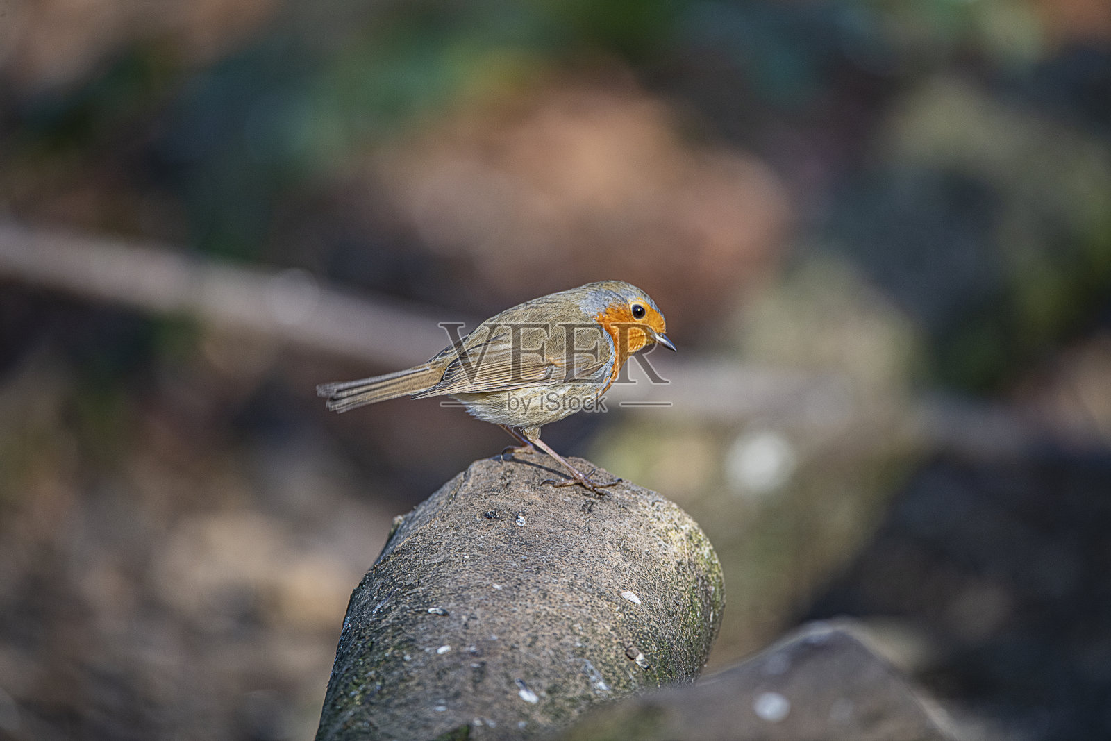 罗宾照片摄影图片