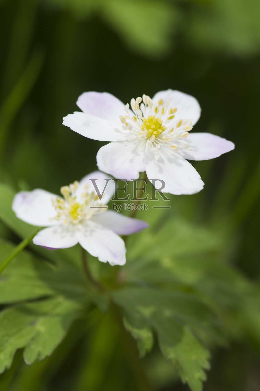春天田野里可爱的白花照片摄影图片
