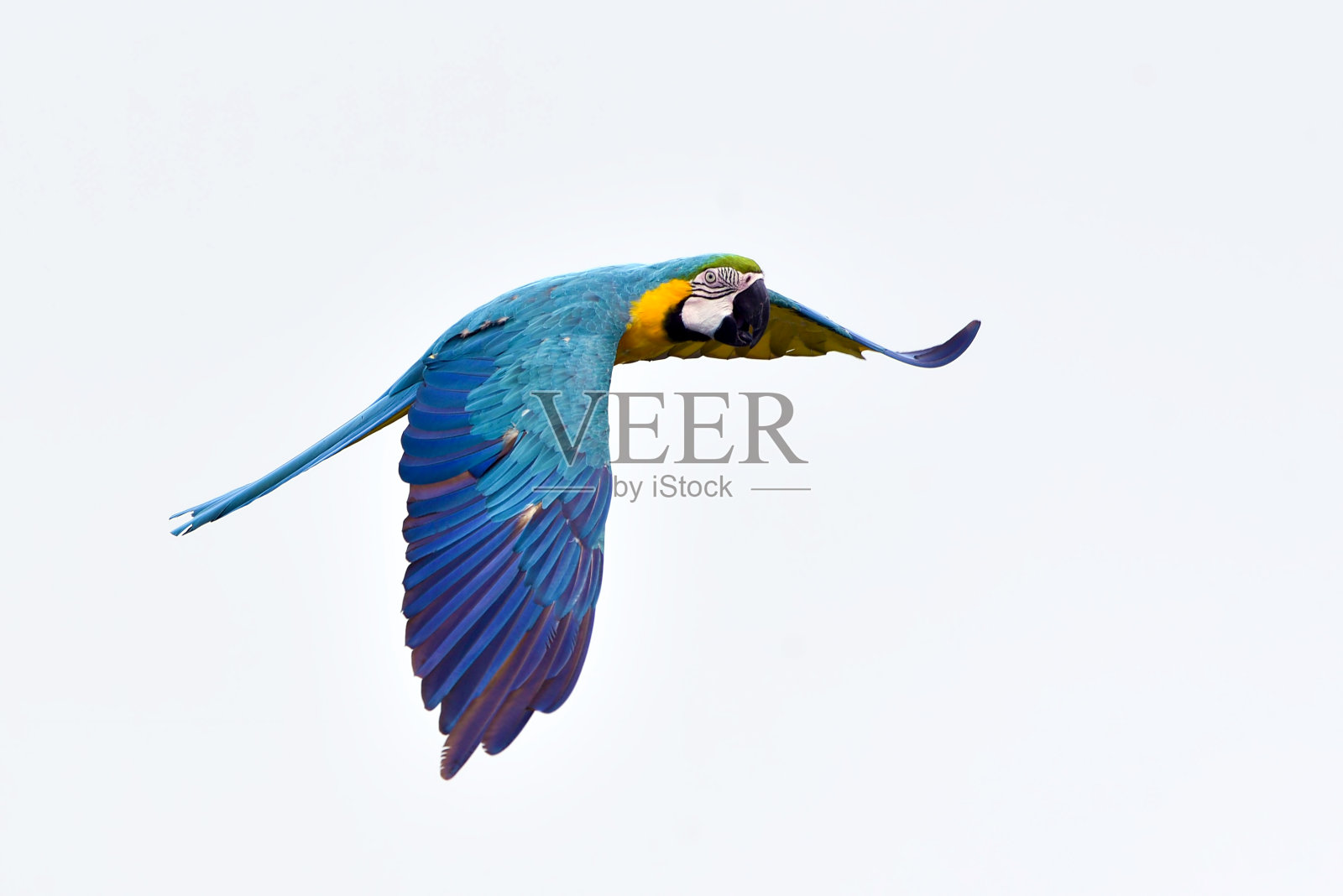 飞行中的金刚鹦鹉照片摄影图片