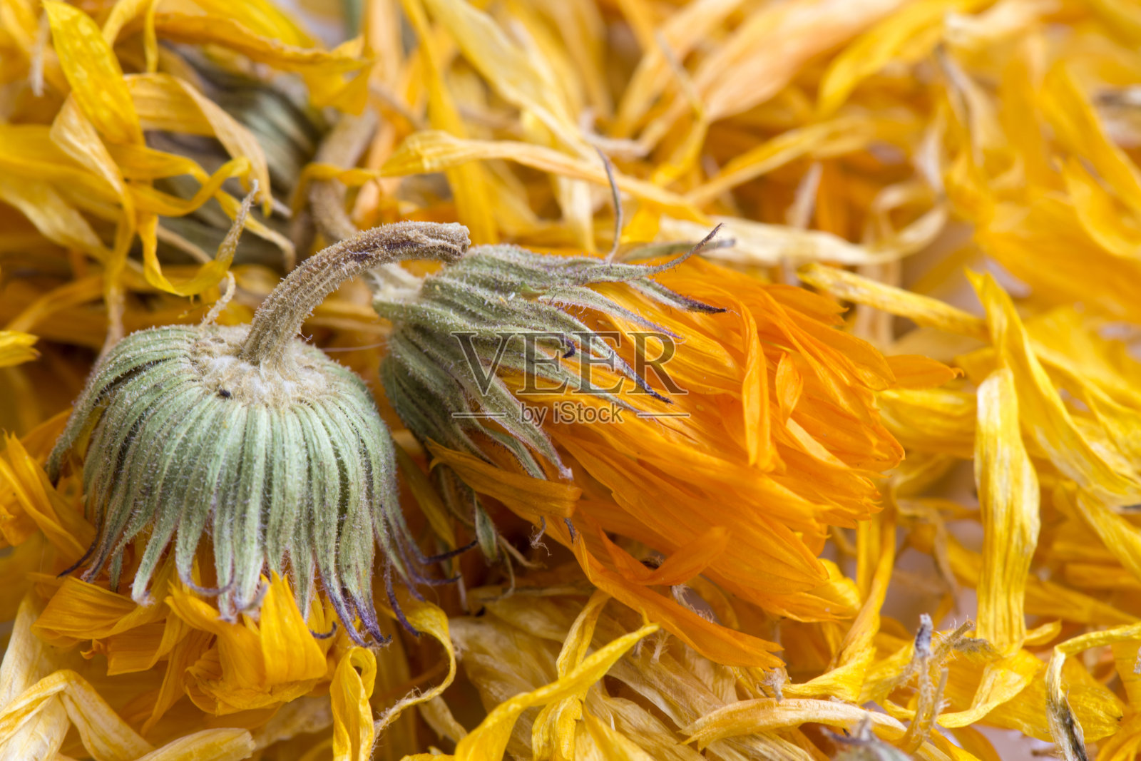 金盏花花瓣。本品为香疗茶之用。有选择性的重点。照片摄影图片