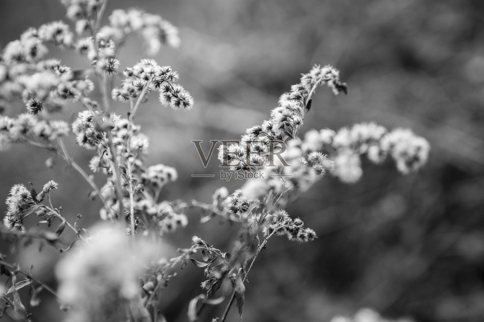 野花的微距镜头照片摄影图片