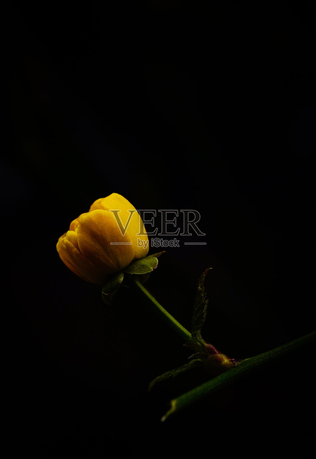 春天的花朵照片摄影图片