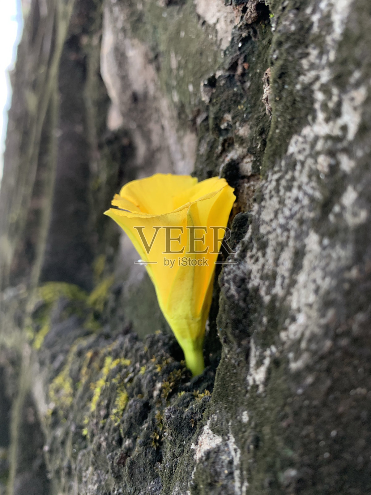 弗里敦照片摄影图片