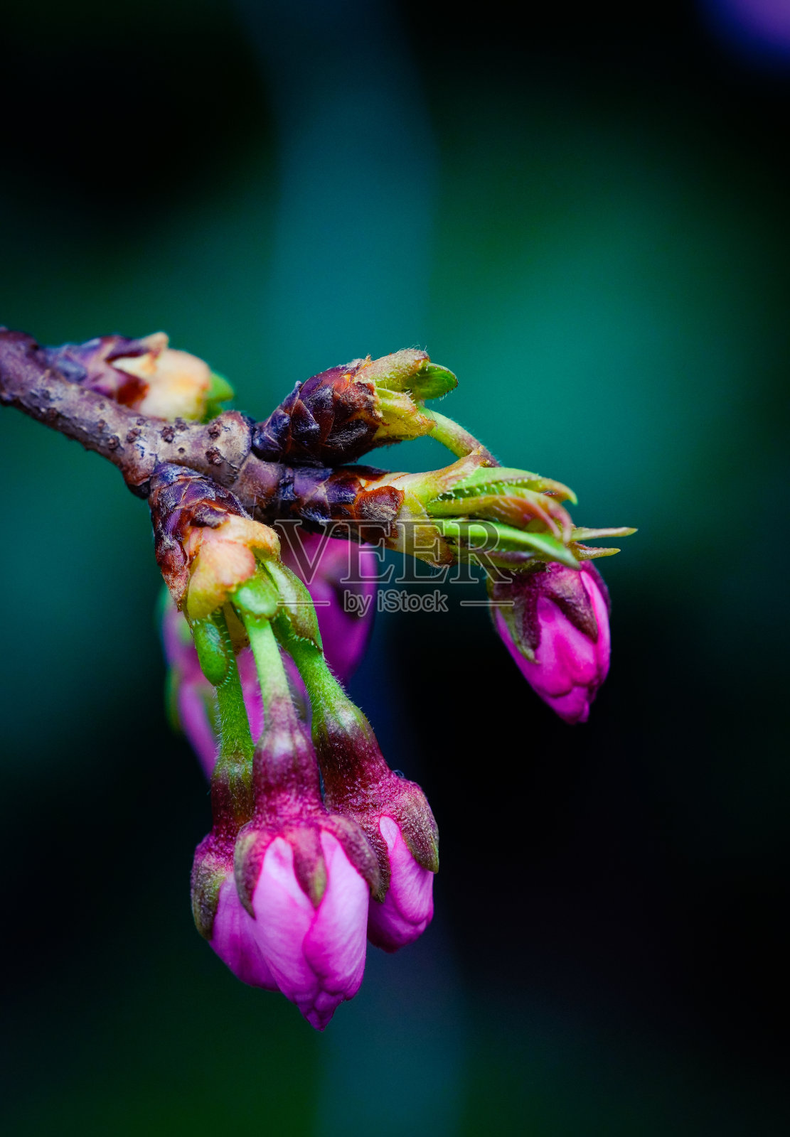 春天的花朵照片摄影图片