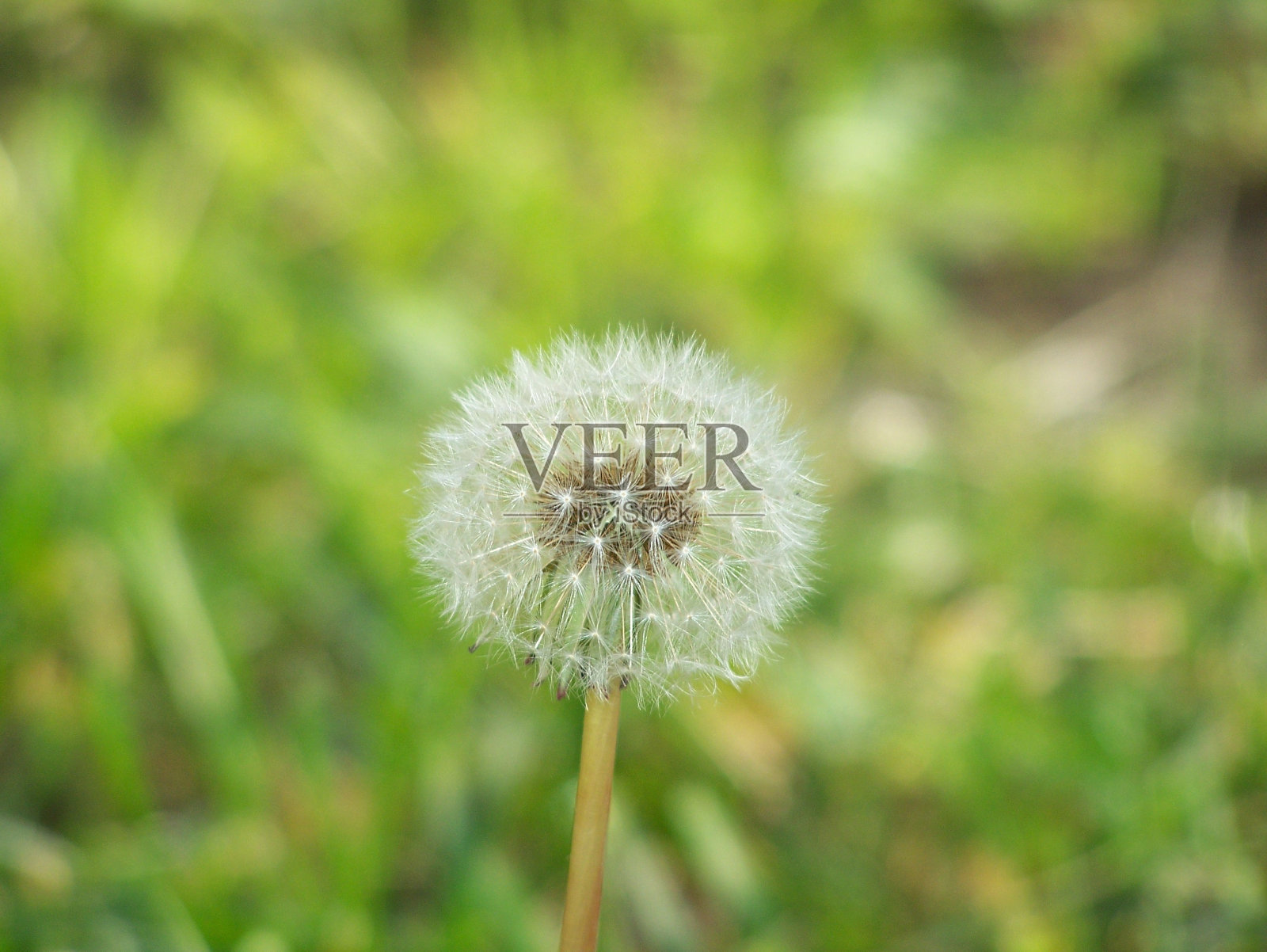 蒲公英照片摄影图片