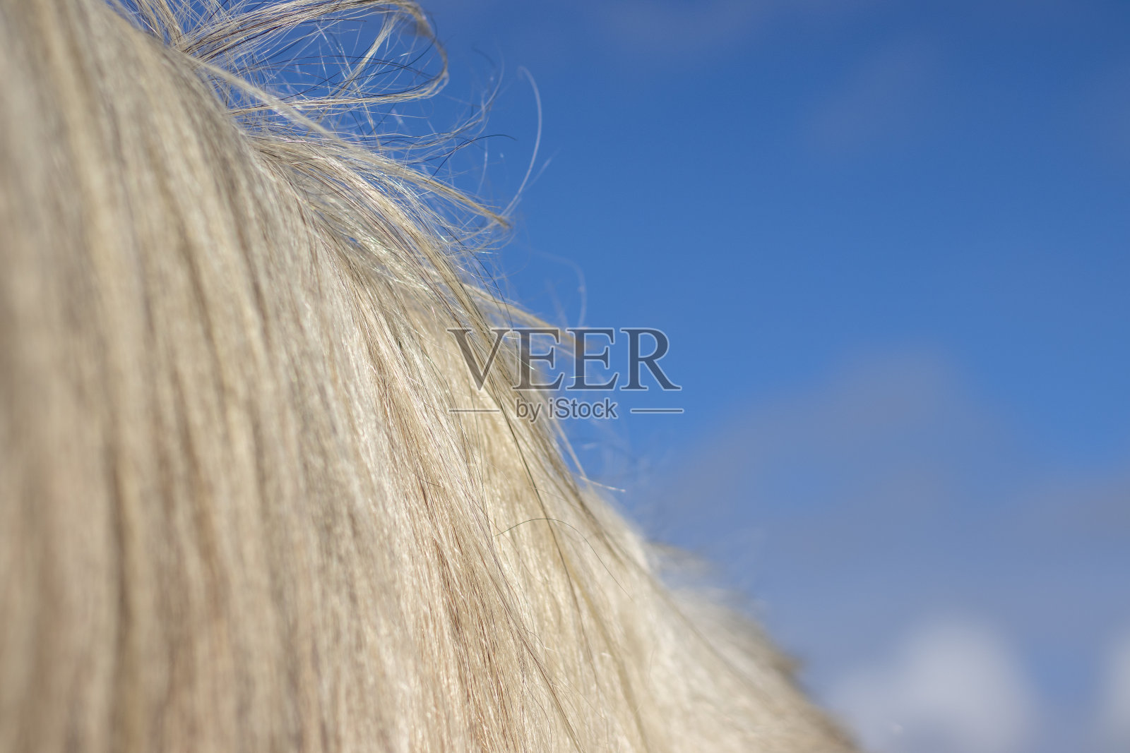 马鬃的细节，白色卢西塔诺母马，近头发。照片摄影图片