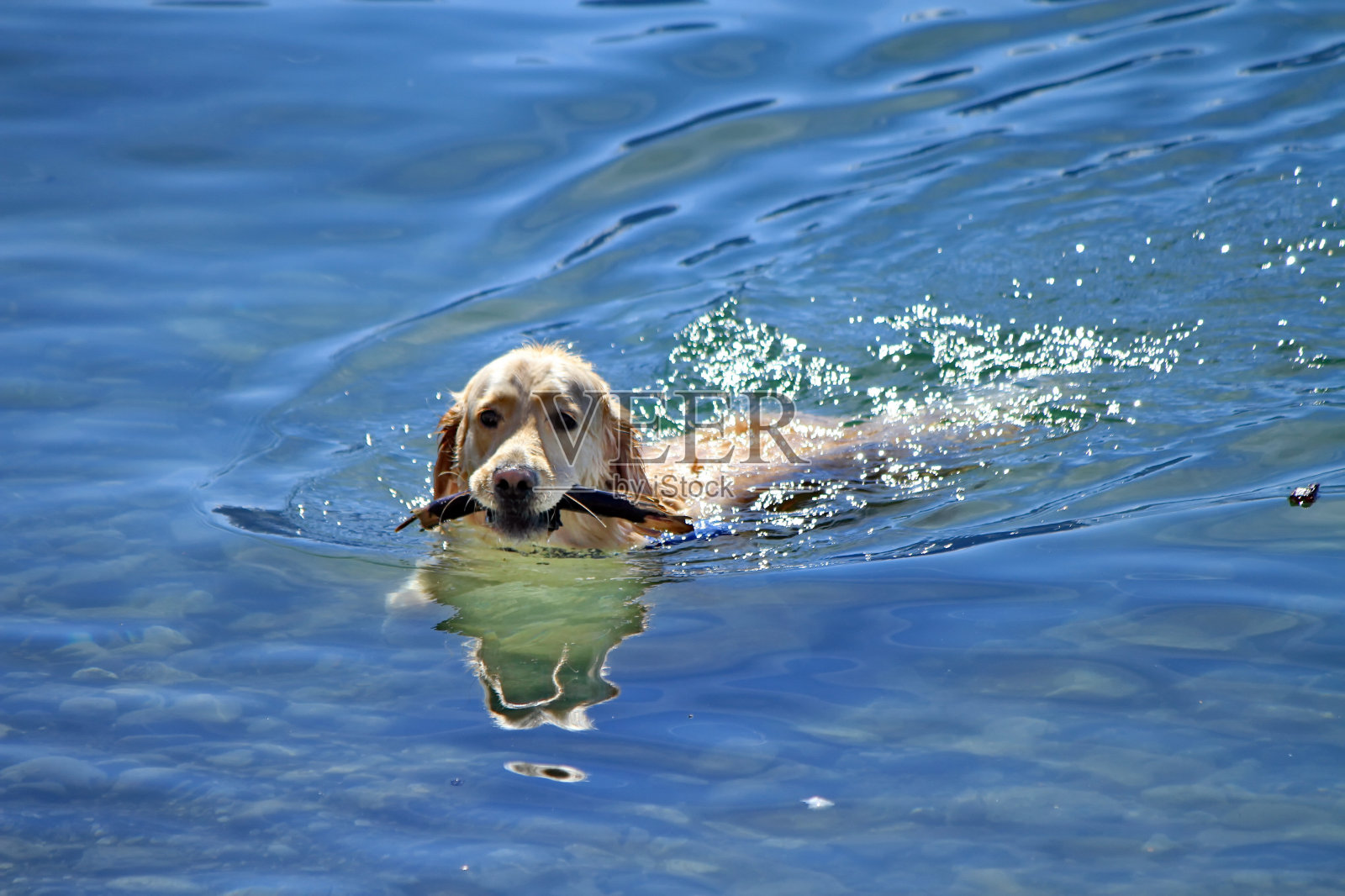 拉布拉多狗在水里玩棍子照片摄影图片