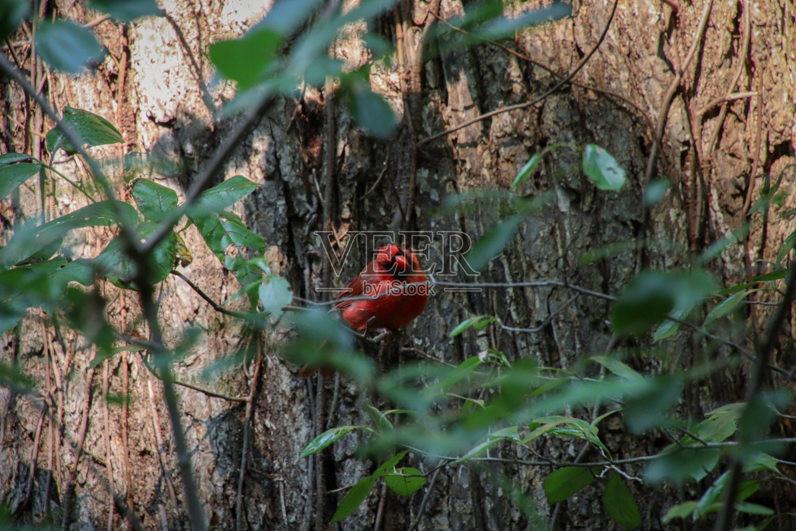 红衣主教照片摄影图片