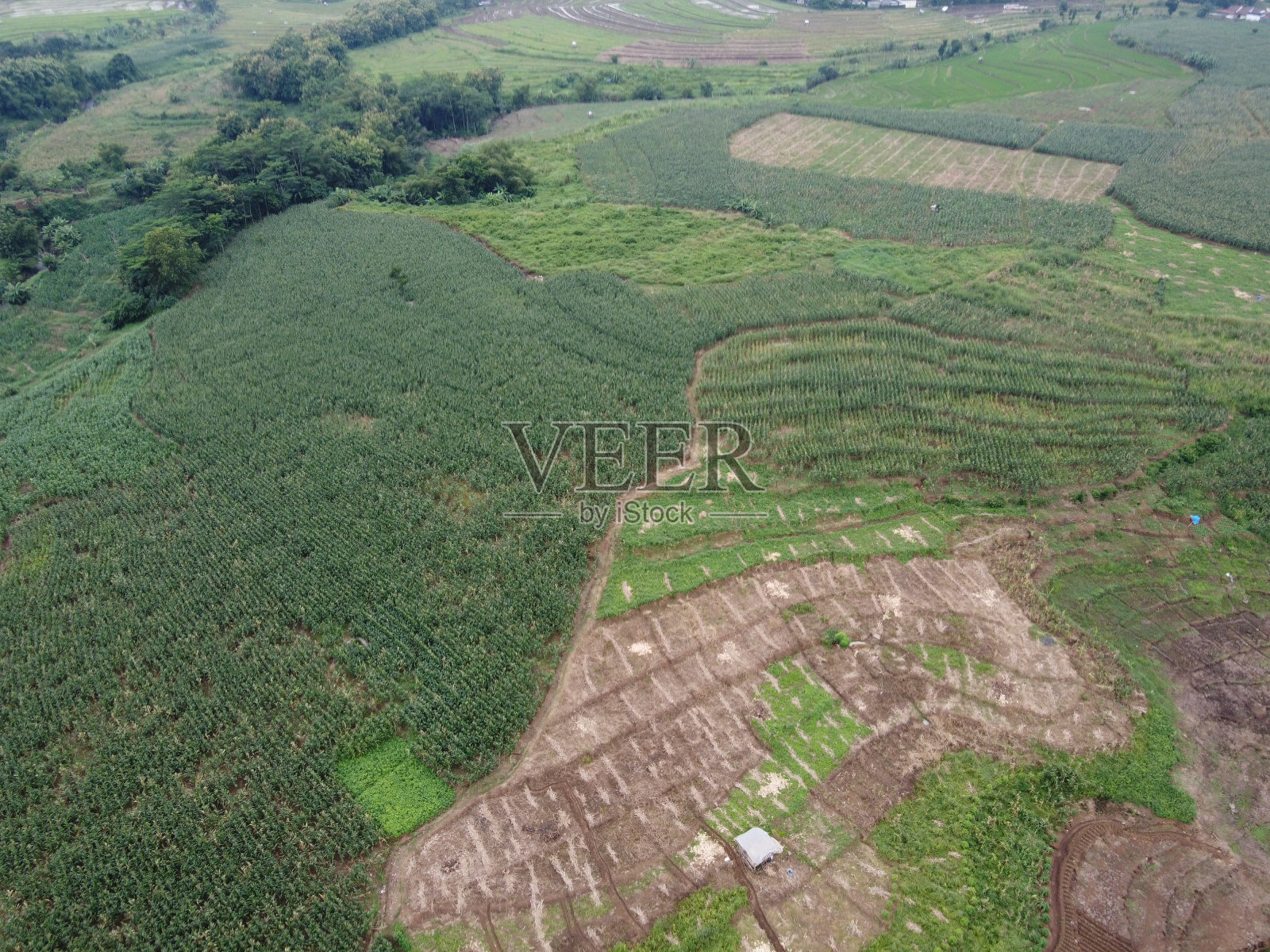 印度尼西亚肥沃的玉米园生产的碳水化合物食物，而不是小麦和大米照片摄影图片