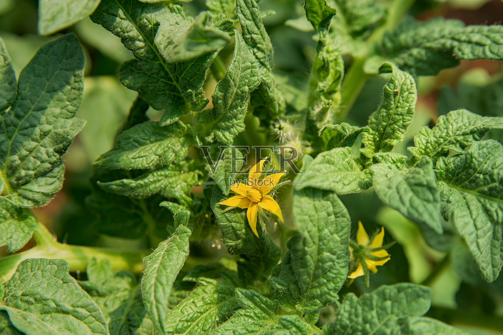 番茄幼苗,园艺照片摄影图片