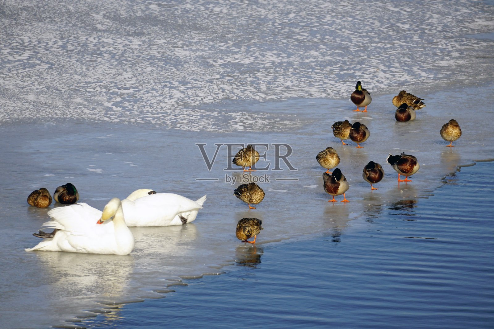 水面上的白天鹅。水鸟。三月的晴天。照片摄影图片
