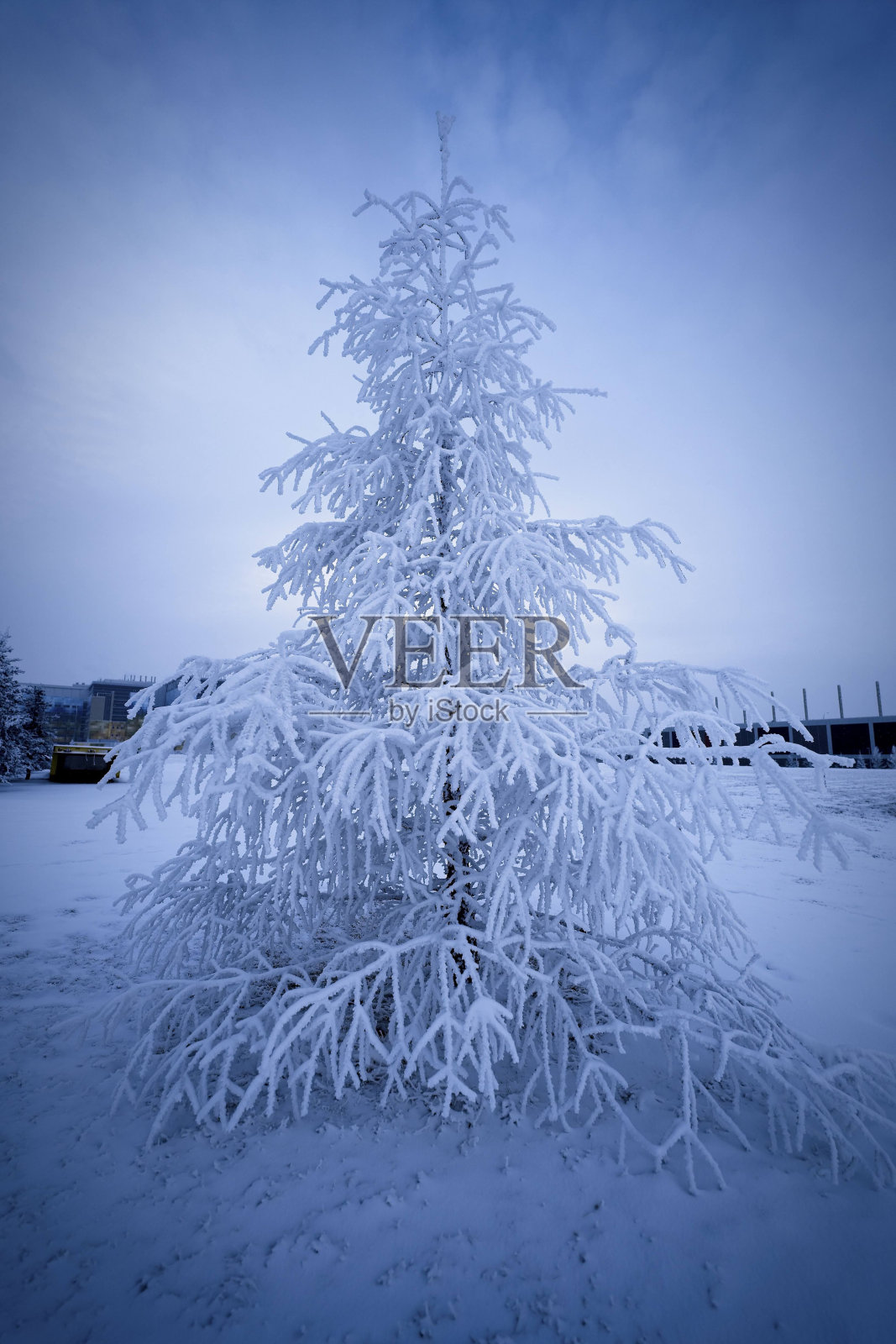 冬天的树照片摄影图片