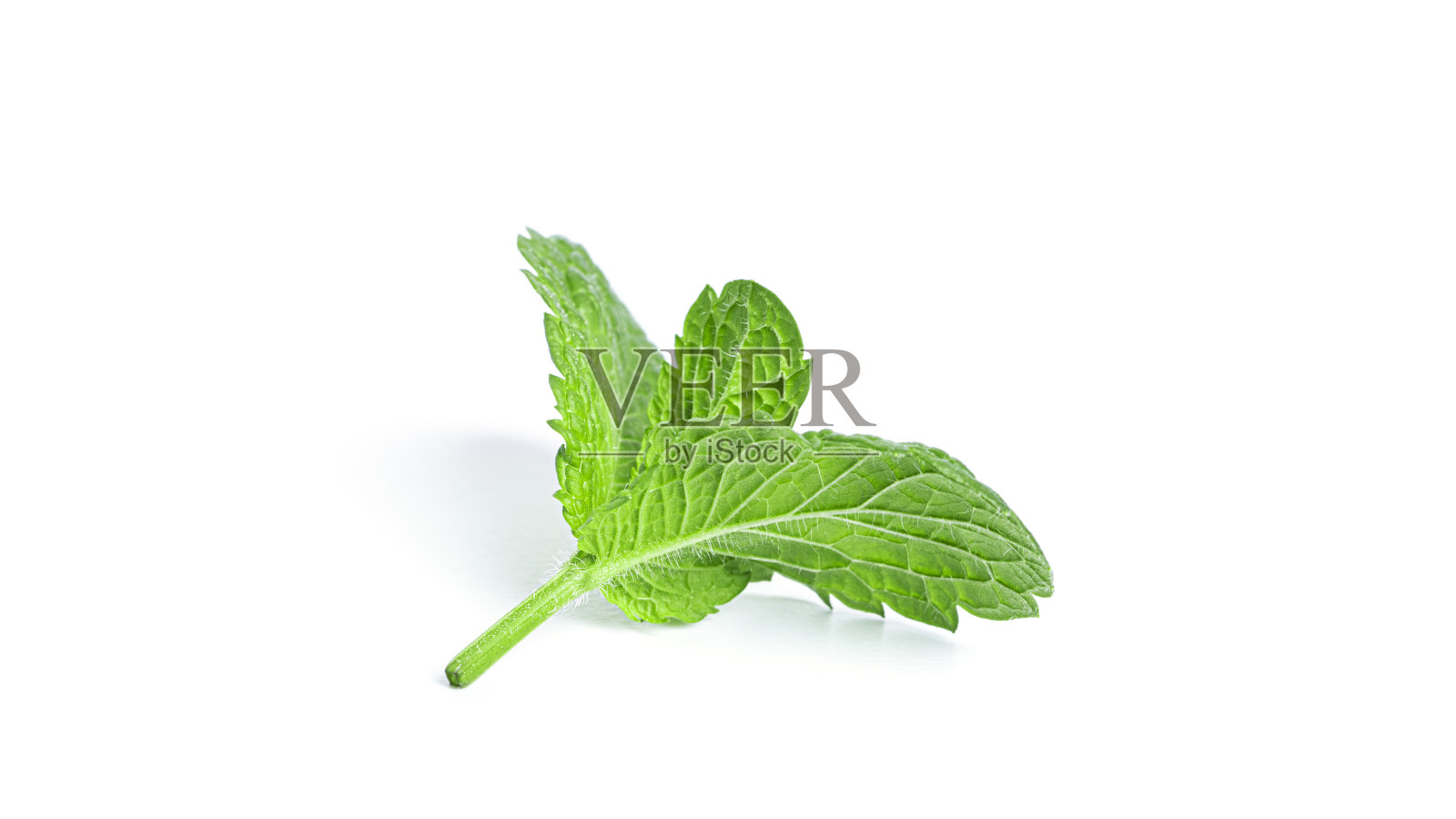 新鲜的薄荷叶在白色的背景照片摄影图片