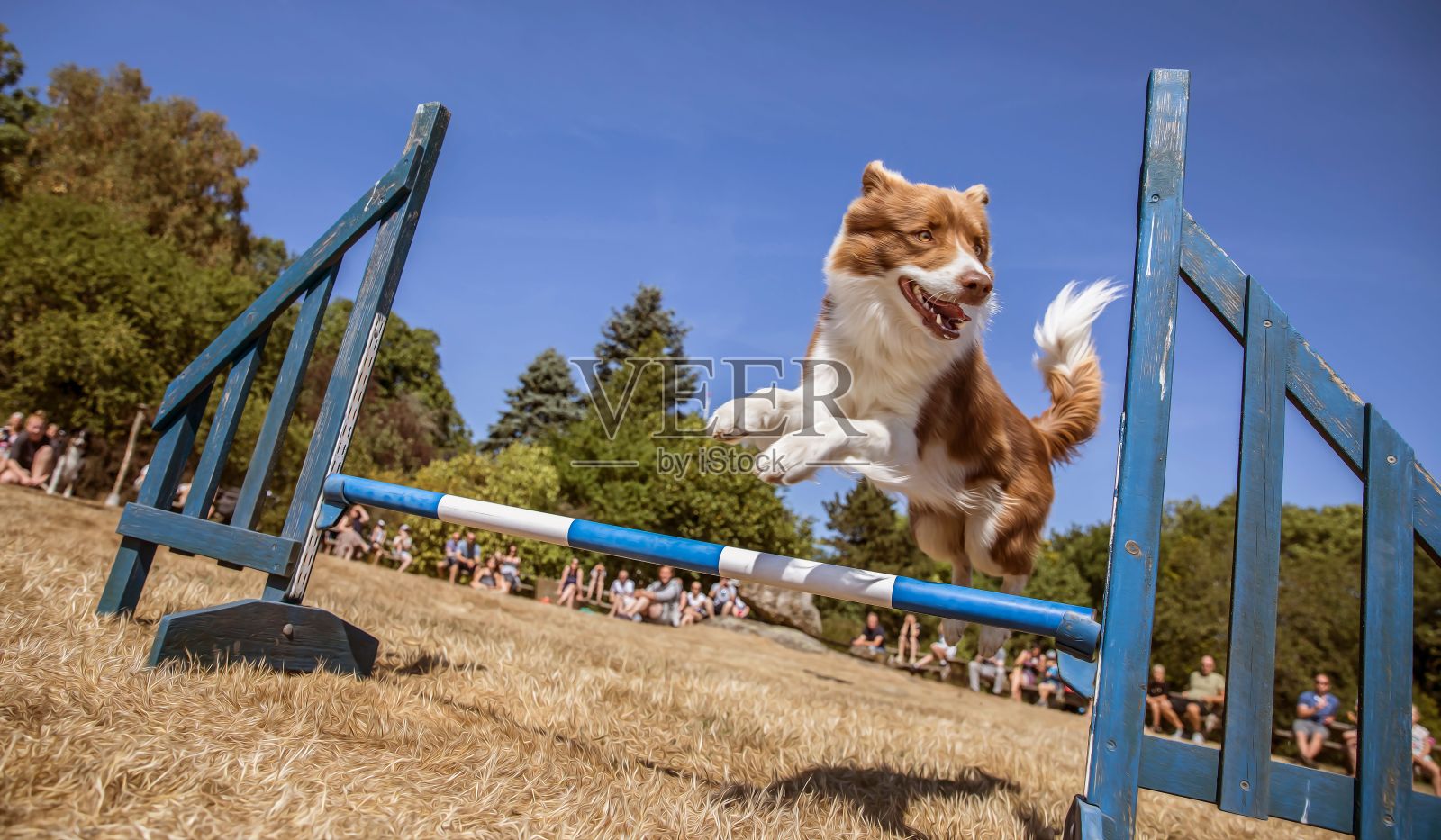 狗敏捷照片摄影图片