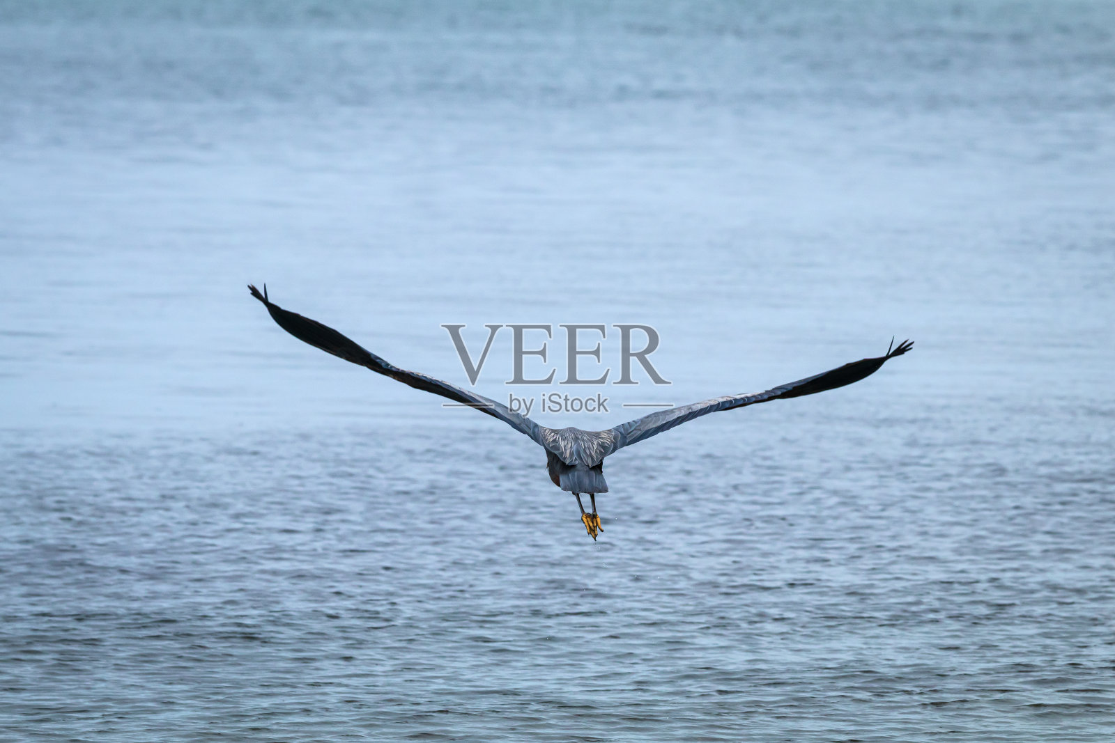 岸边的大蓝鹭照片摄影图片