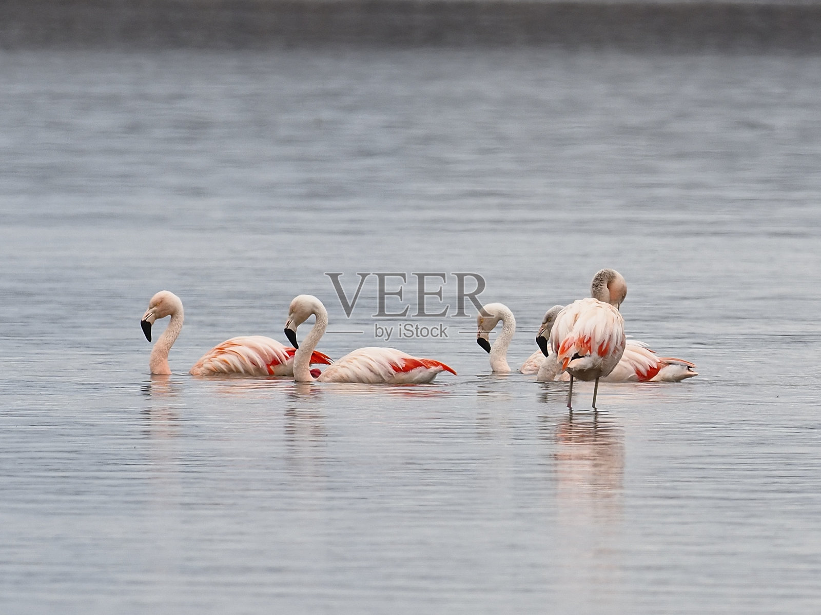 五只智利火烈鸟在沿海水域游泳和涉水照片摄影图片