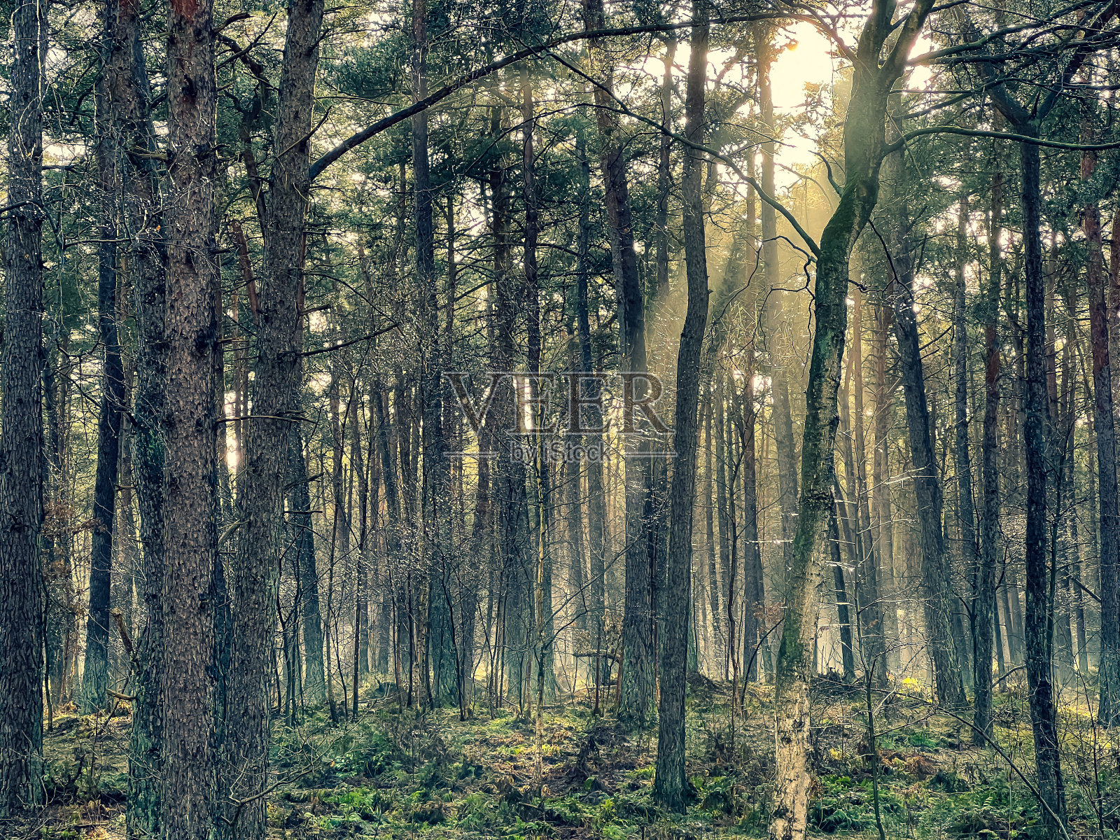 森林有美丽的光线，冬天有雾和雪。照片摄影图片