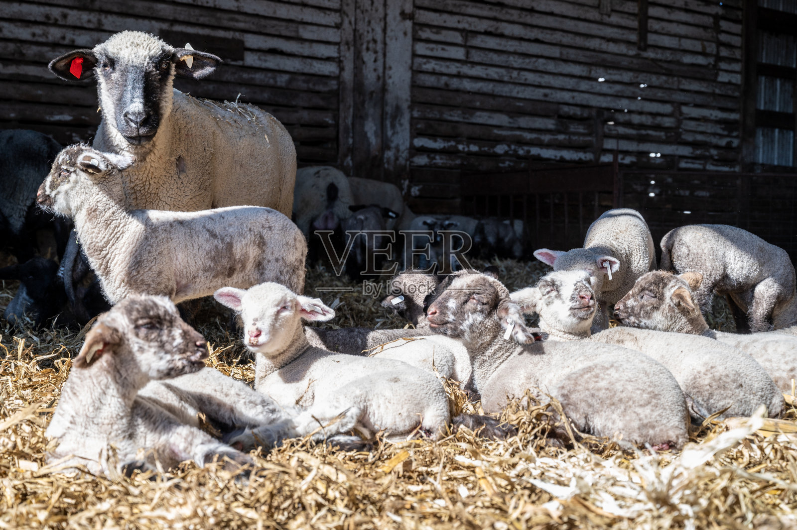 在阳光下休息的母羊和羊羔照片摄影图片