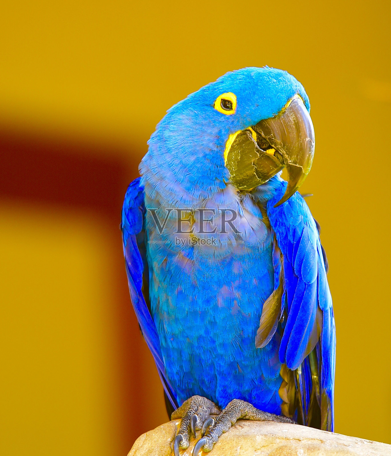 金刚鹦鹉照片摄影图片