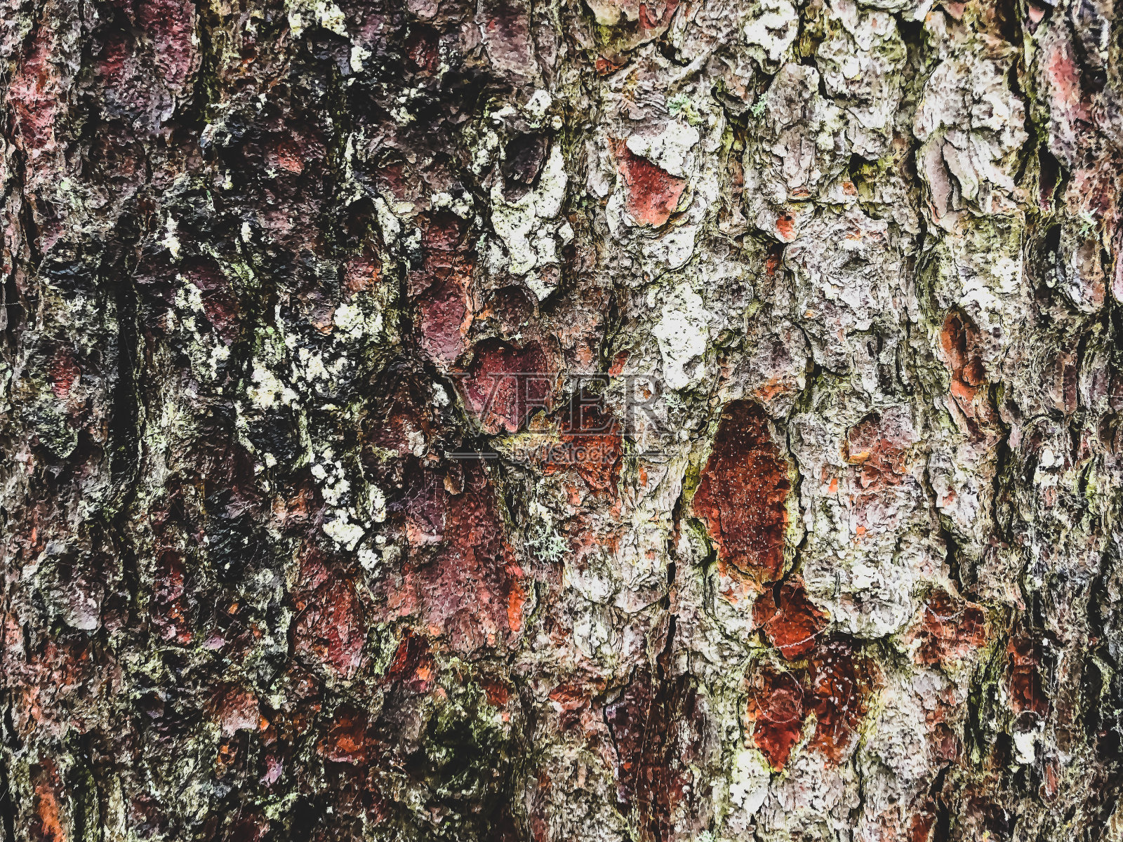 潮湿的树皮作为纹理或背景。照片摄影图片