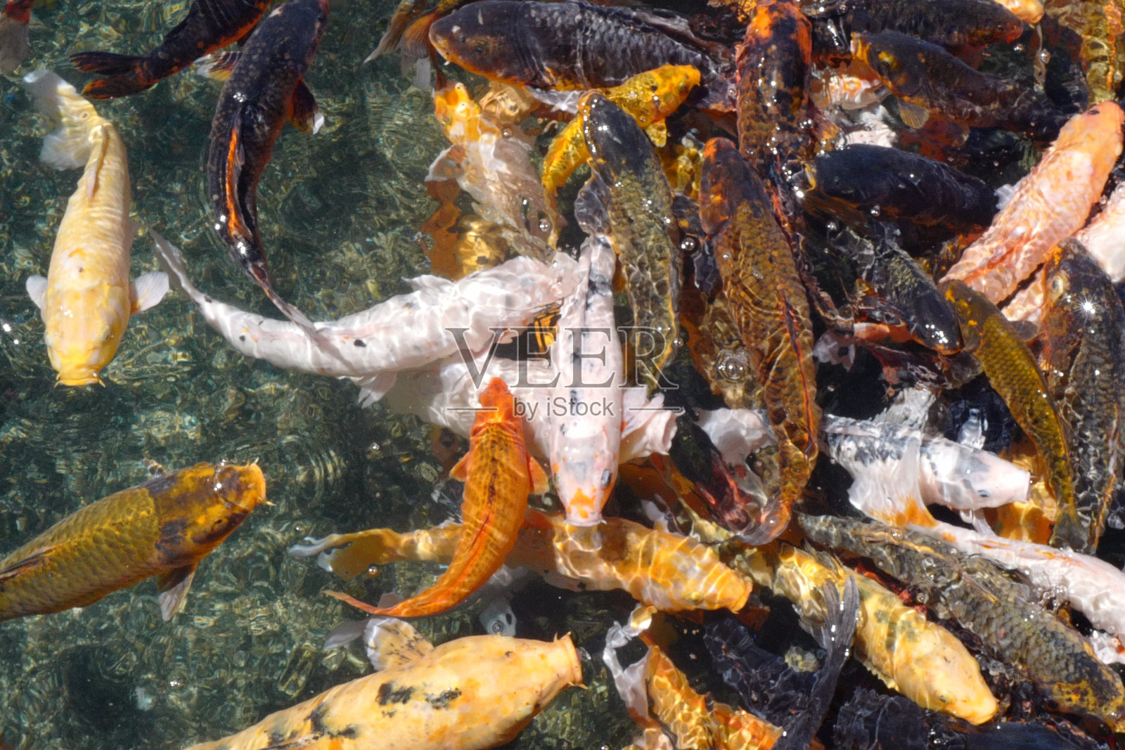 锦 鲤照片摄影图片