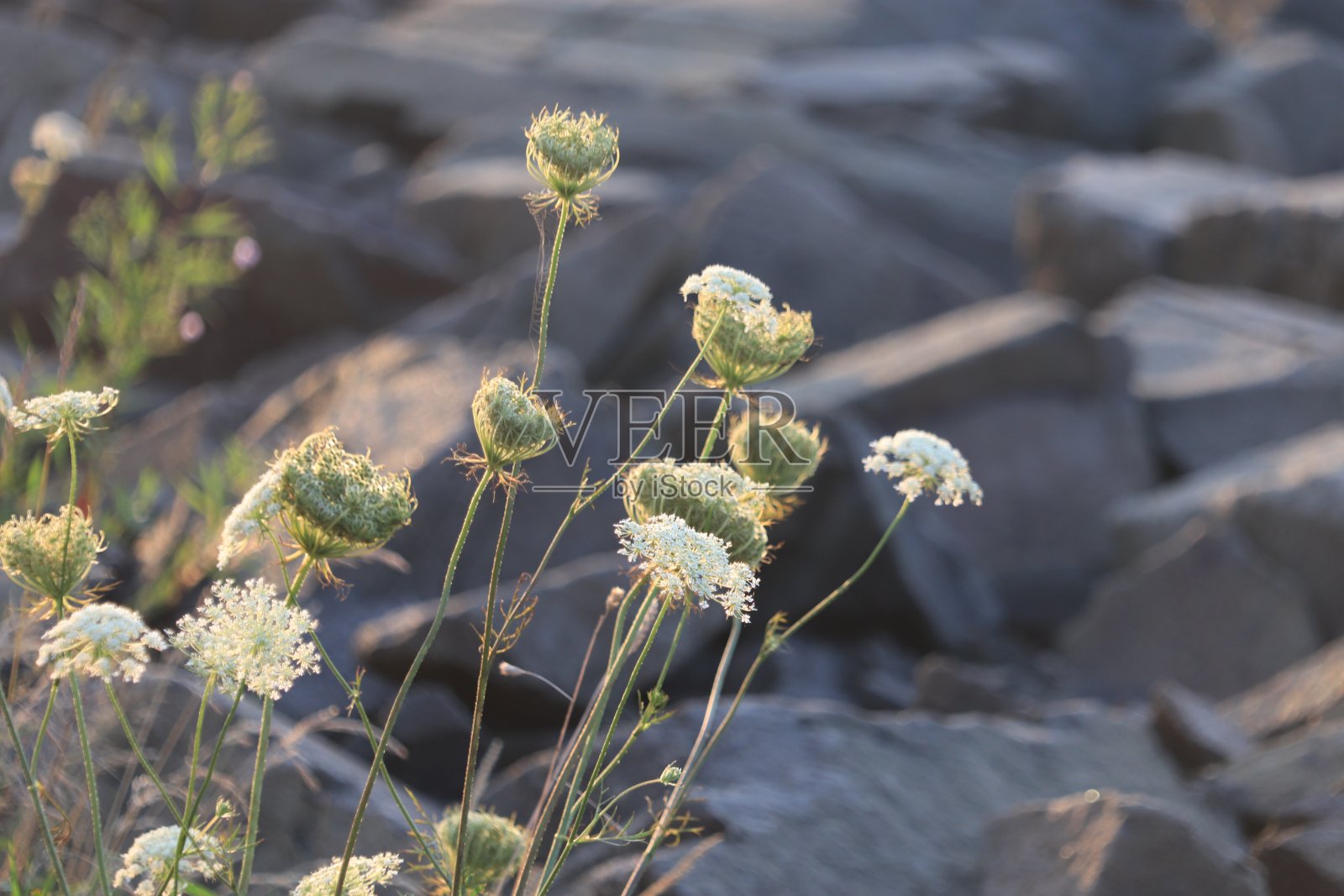 大猪草照片摄影图片