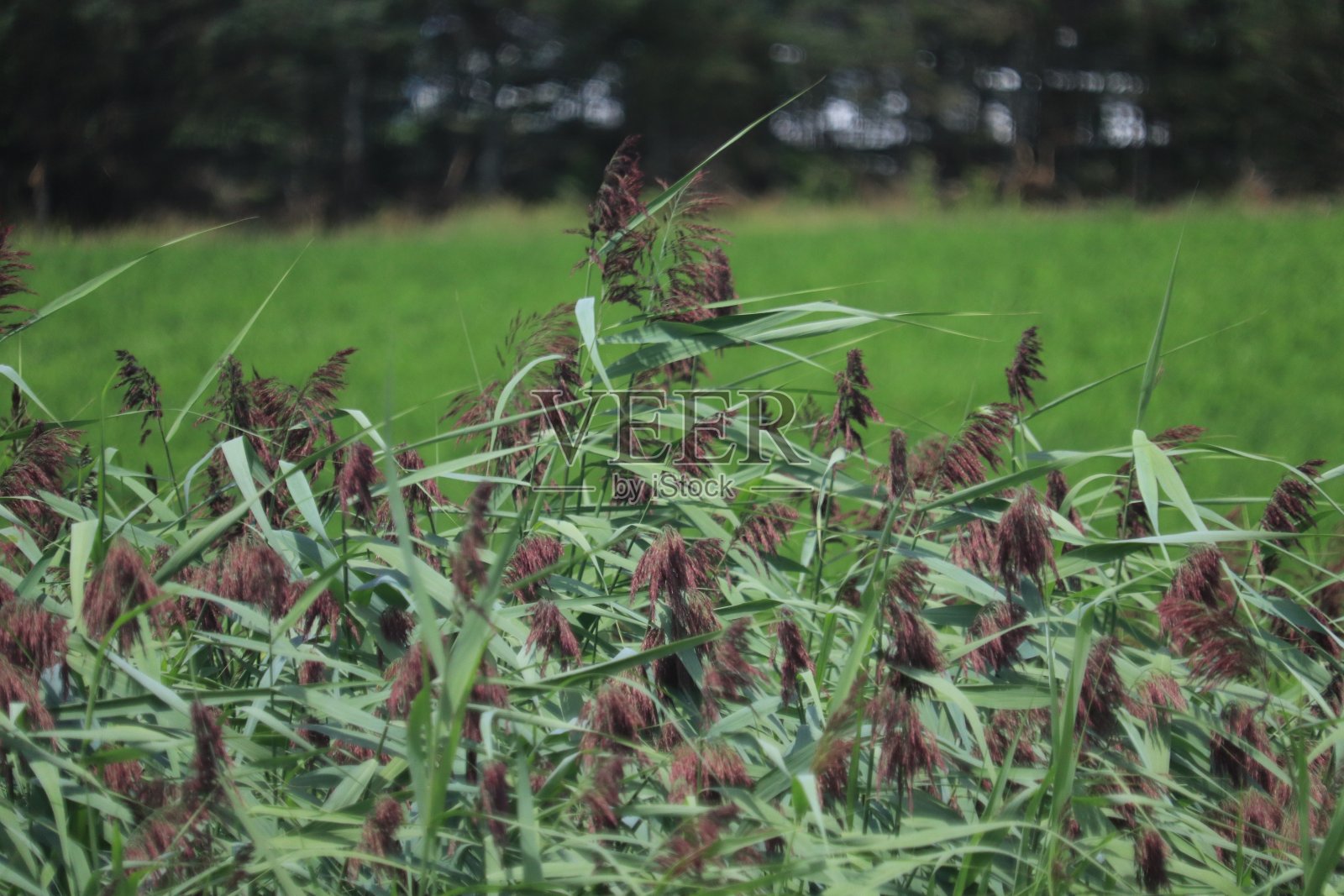 高速公路草照片摄影图片