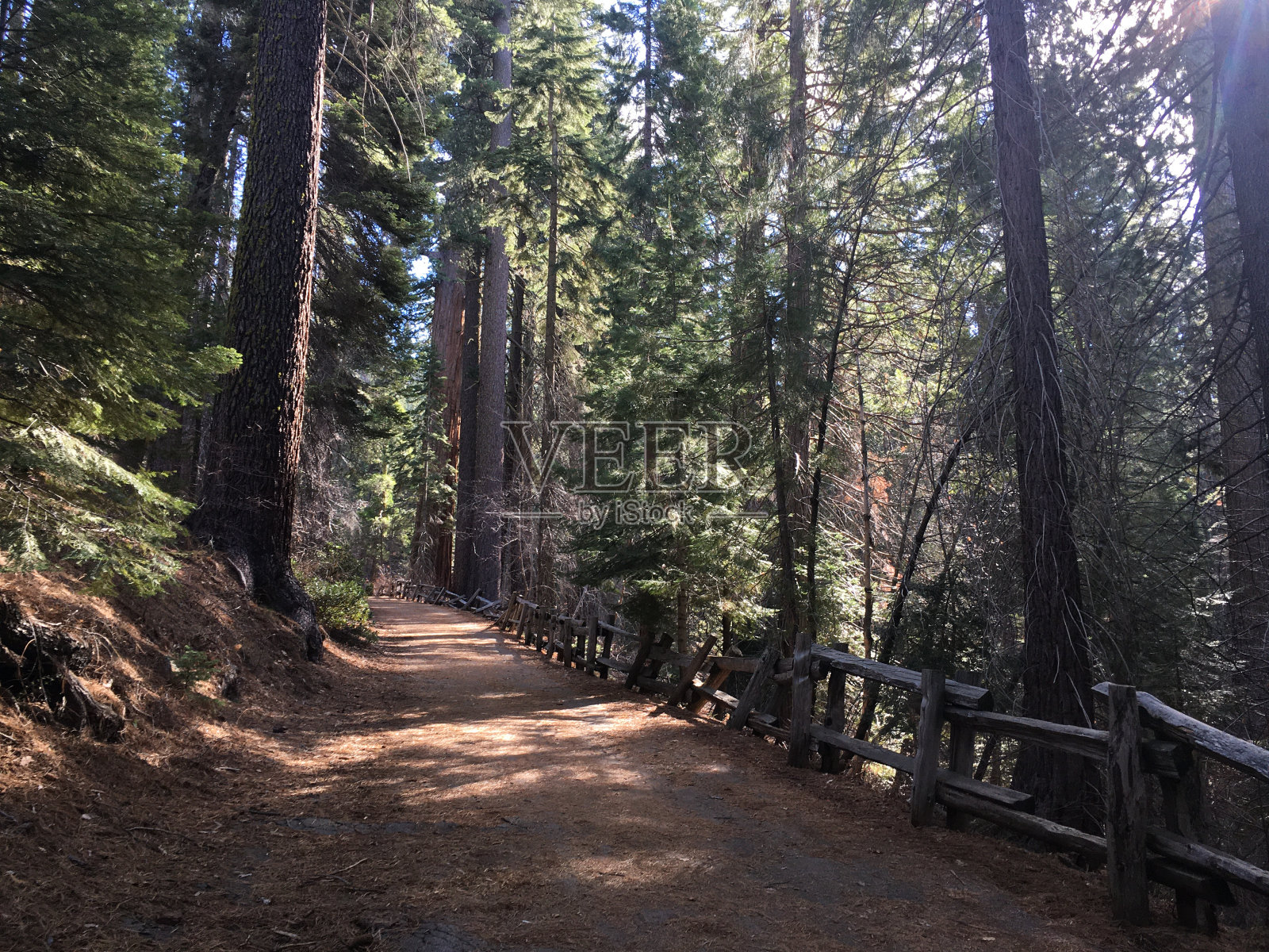 11月，约塞米蒂国家公园图奥勒姆林的巨型红杉。照片摄影图片