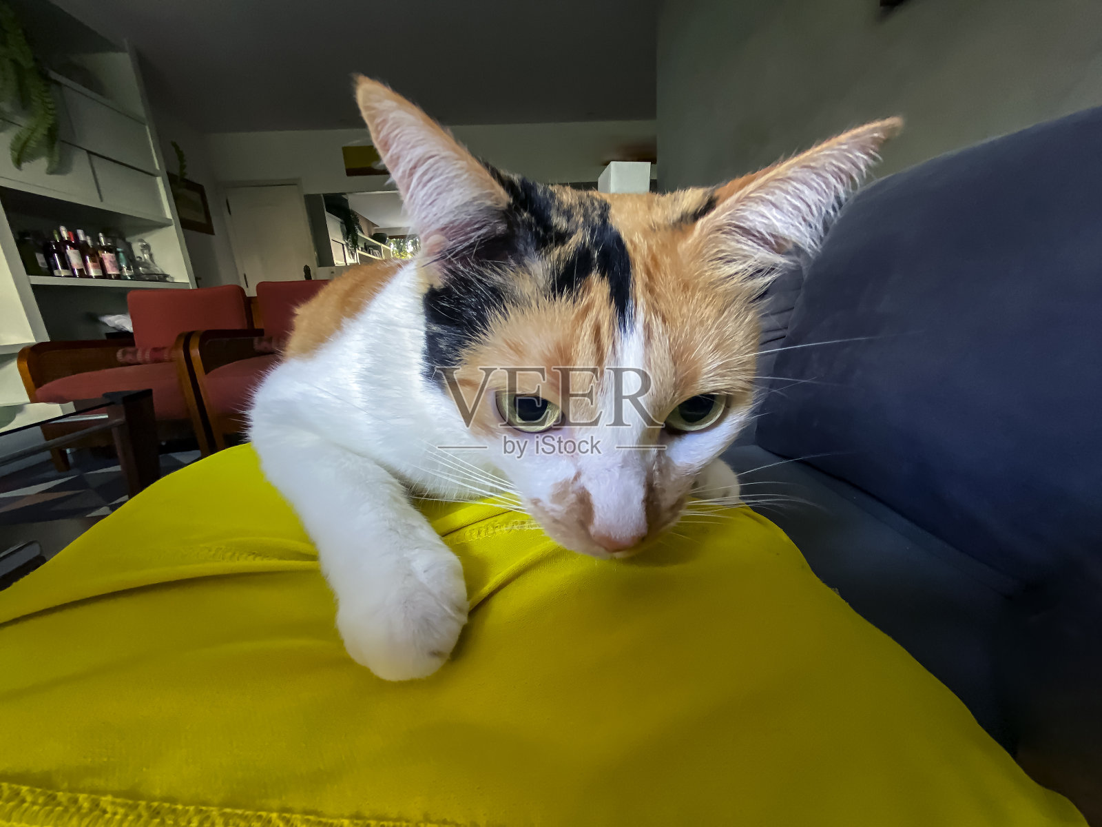 可爱的虎斑猫。照片摄影图片