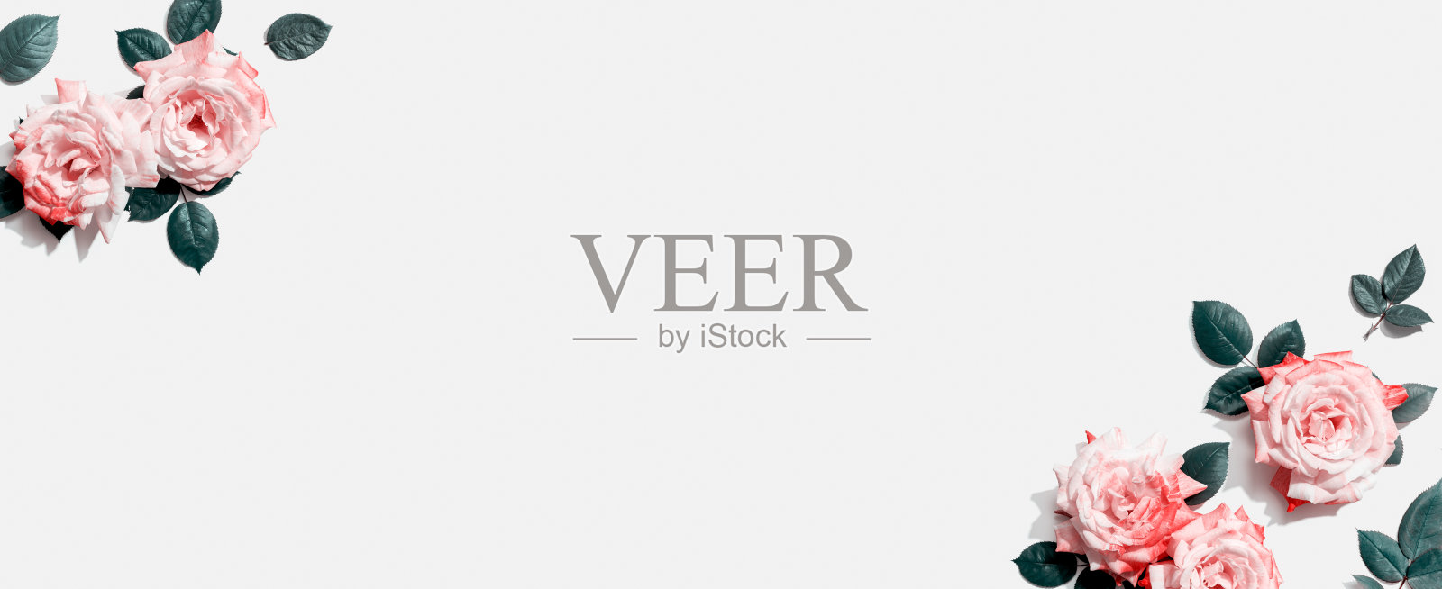 粉红色的玫瑰，绿叶照片摄影图片